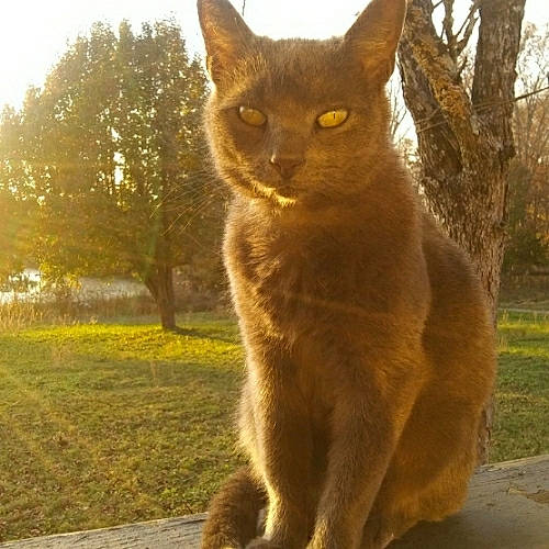 Jersey is registered to the contest to win money with this photo: amber, brown, carnivore, cat, facial_expression, fawn, felidae, fur, morning, organism, photography, small_to_medium_sized_cats, snout, sunlight, tail, terrestrial_animal, tree, vertebrate, whiskers, yellow