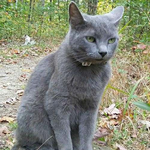 Jersey joined the competition — help win amazing prizes! british_shorthair, carnivore, cat, felidae, fur, grass_family, grey, groundcover, iris, korat, leaf, mammal, organism, russian_blue, small_to_medium_sized_cats, snout, terrestrial_animal, vertebrate, whiskers, wildlife