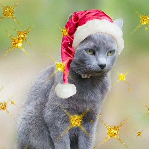Jersey joined the competition — help win amazing prizes! british_shorthair, carnivore, cat, chartreux, felidae, fur, grey, korat, organism, russian_blue, small_to_medium_sized_cats, snout, terrestrial_animal, vertebrate, whiskers, yellow