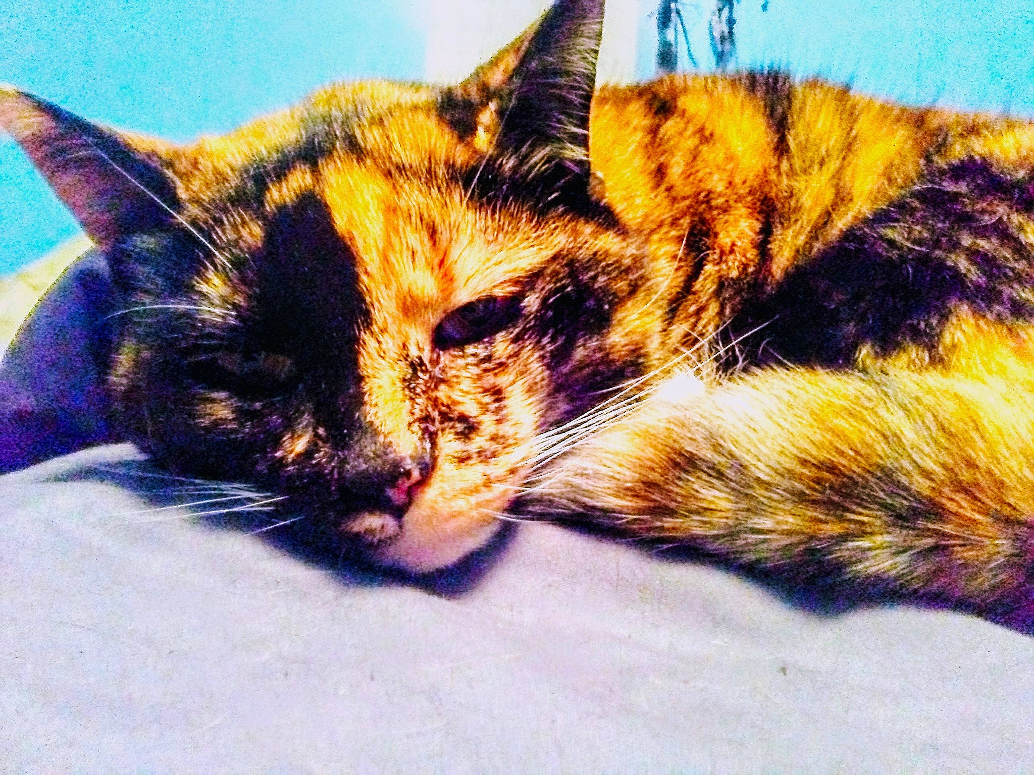 Juju is registered to the contest to win money with this photo: art, carnivore, cat, domestic_short_haired_cat, european_shorthair, felidae, fur, kitten, nap, sky, sleep, small_to_medium_sized_cats, tabby_cat, tail, whiskers