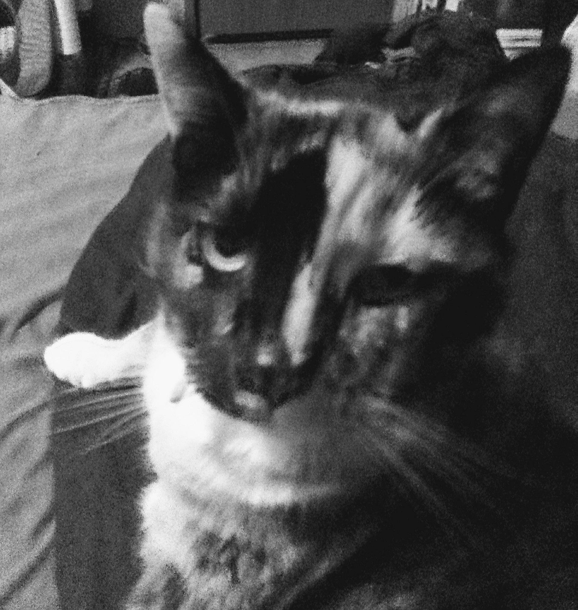 Juju joined the competition — help win amazing prizes! asian, black, black_and_white, carnivore, cat, domestic_short_haired_cat, ear, european_shorthair, eye, felidae, fur, kitten, monochrome, monochrome_photography, sky, small_to_medium_sized_cats, snapshot, snout, whiskers, white