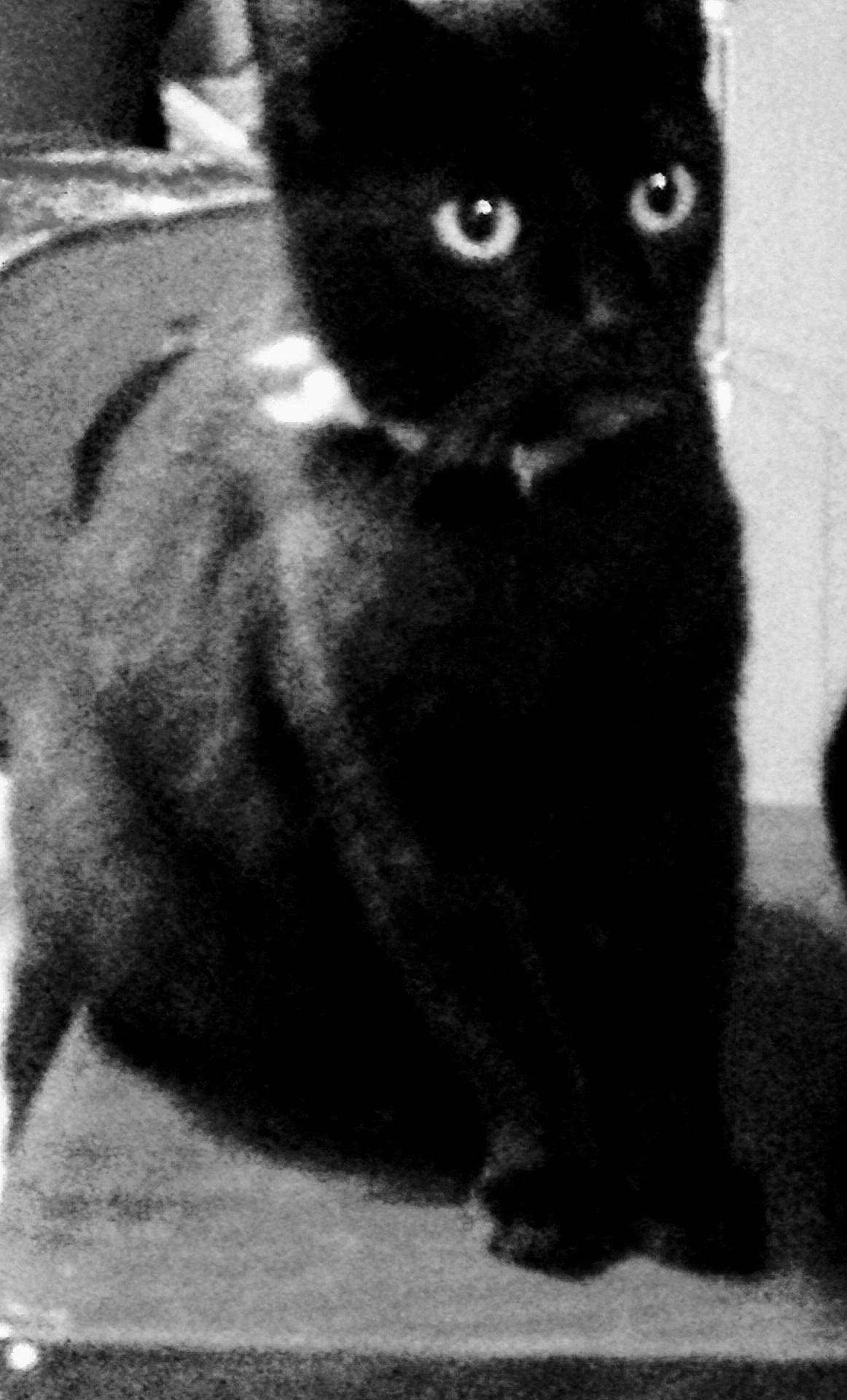 Loca joined the competition — help win amazing prizes! asian, black, black_and_white, black_cat, bombay, british_shorthair, burmese, carnivore, cat, domestic_short_haired_cat, eye, felidae, german_rex, kitten, korat, mammal, small_to_medium_sized_cats, snout, vertebrate, whiskers