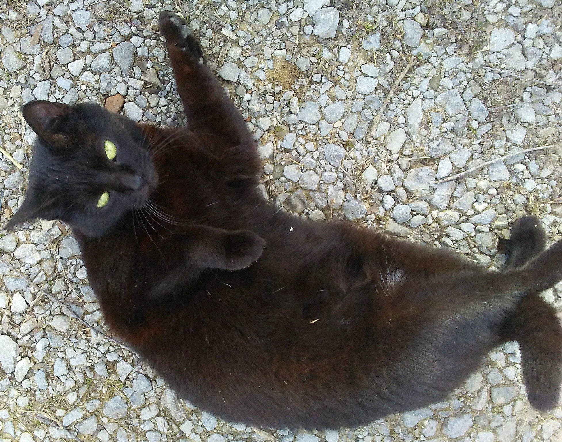 Loca is registered to the contest to win money with this photo: asian, black_cat, bombay, burmese, carnivore, cat, domestic_short_haired_cat, felidae, german_rex, havana_brown, korat, liver, small_to_medium_sized_cats, tail, whiskers