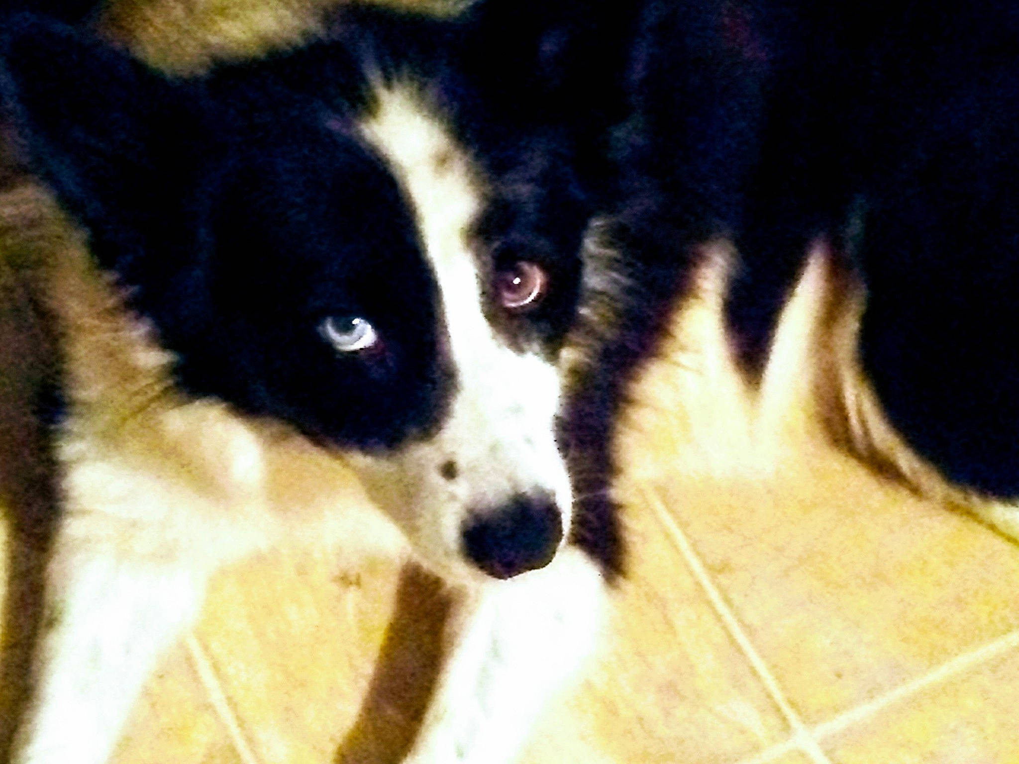 Sadie is registered to the contest to win money with this photo: australian_collie, border_collie, canidae, carnivore, dog, dog_breed, herding_dog, karelian_bear_dog, mammal, mcnab, puppy, russo_european_laika, snout, vertebrate, welsh_sheepdog