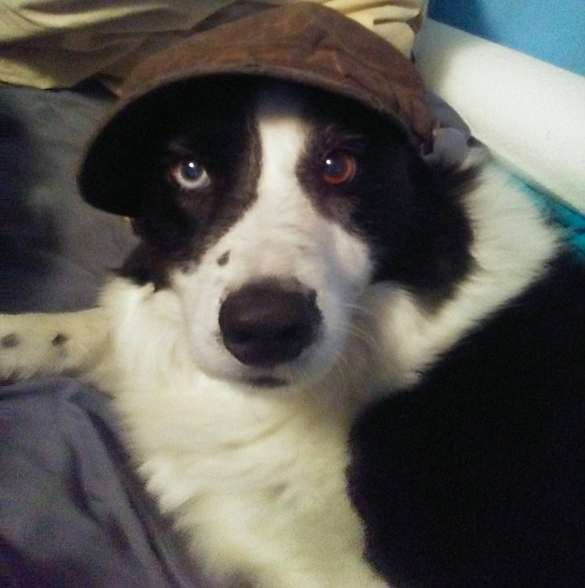 Sadie joined the competition — help win amazing prizes! australian_collie, australian_shepherd, border_collie, canidae, carnivore, companion_dog, dog, dog_breed, english_shepherd, head, herding_dog, mammal, mucuchies, nose, rare_breed_dog, snout, sporting_group, vertebrate, welsh_sheepdog, working_dog