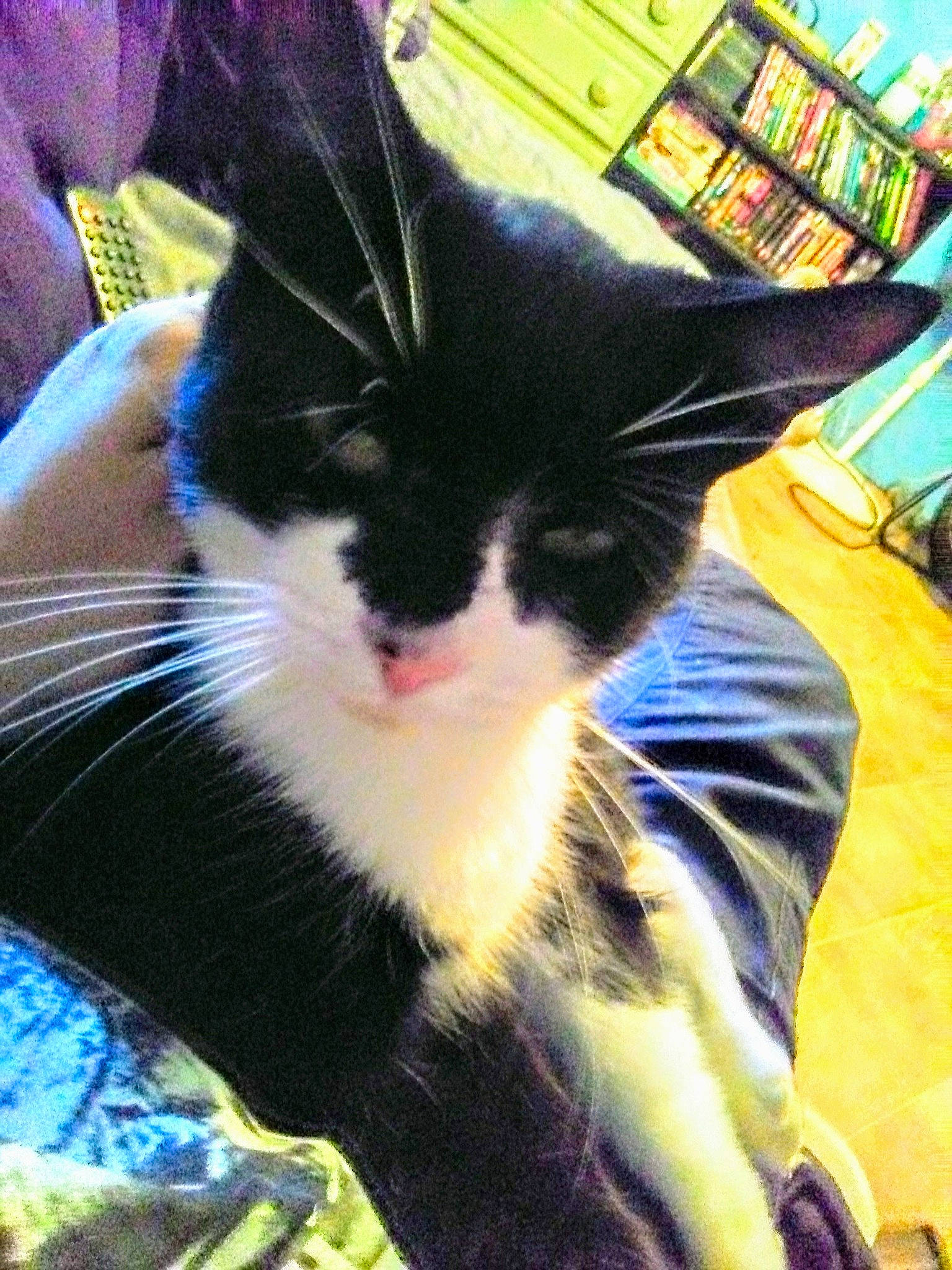 Mason joined the competition — help win amazing prizes! carnivore, cat, felidae, fur, kitten, small_to_medium_sized_cats, whiskers