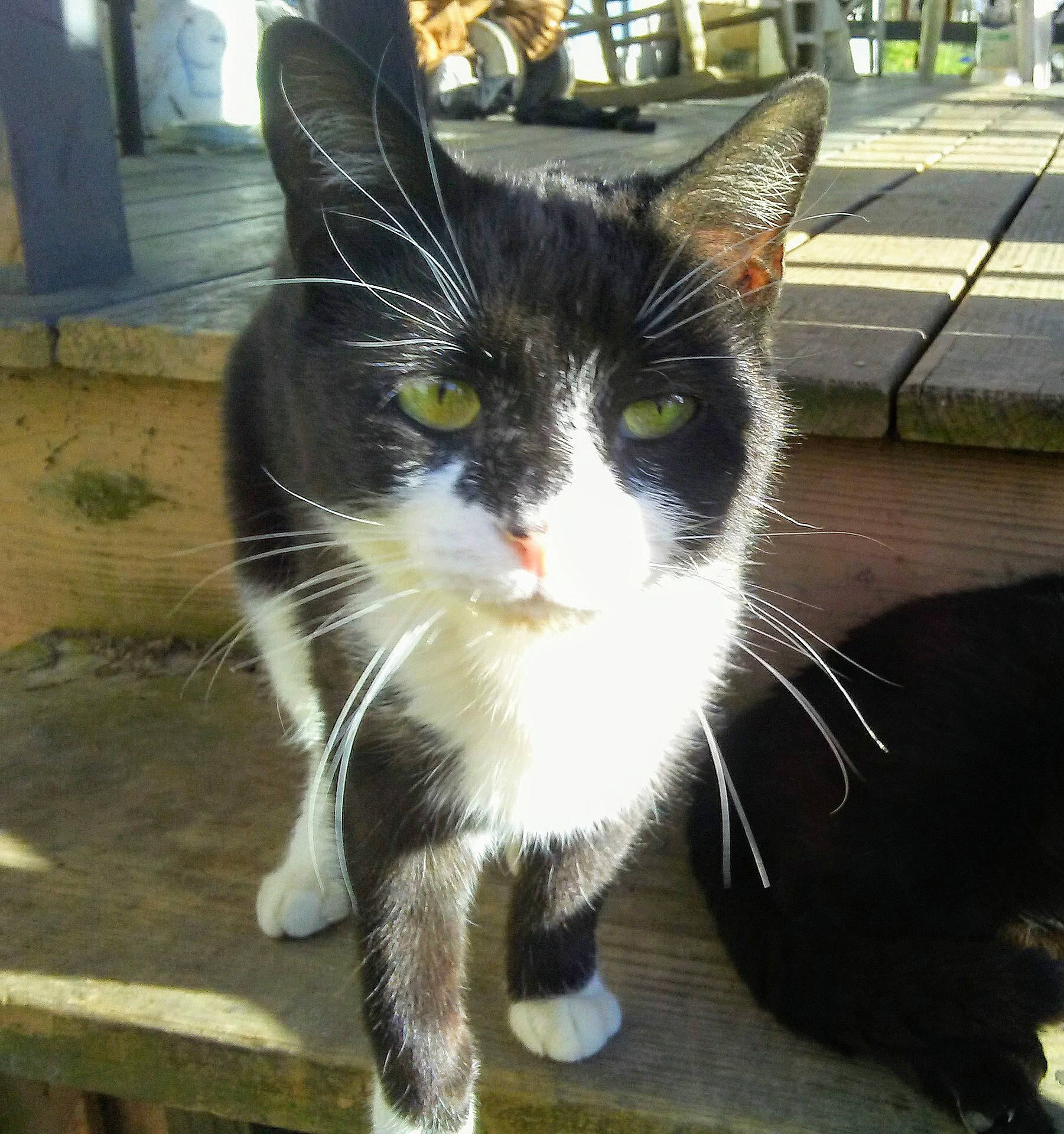 Mason joined the competition — help win amazing prizes! aegean_cat, black_and_white, black_cat, carnivore, cat, domestic_short_haired_cat, european_shorthair, eye, felidae, fur, kitten, photography, polydactyl_cat, sky, small_to_medium_sized_cats, snapshot, snout, tail, whiskers