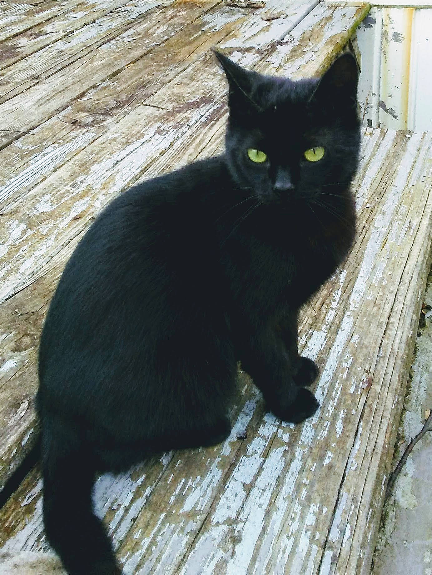 Magic is registered to the contest to win money with this photo: asian, black, black_cat, bombay, carnivore, cat, domestic_short_haired_cat, eye, felidae, mammal, small_to_medium_sized_cats, tail, vertebrate, whiskers, wood