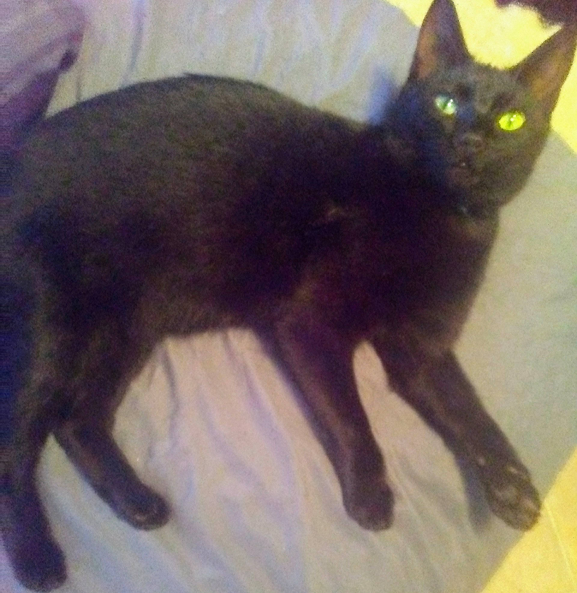 Magic is registered to the contest to win money with this photo: asian, black_cat, bombay, burmese, carnivore, cat, domestic_short_haired_cat, felidae, german_rex, havana_brown, javanese, kitten, korat, mammal, oriental_longhair, russian_blue, small_to_medium_sized_cats, tail, vertebrate, whiskers