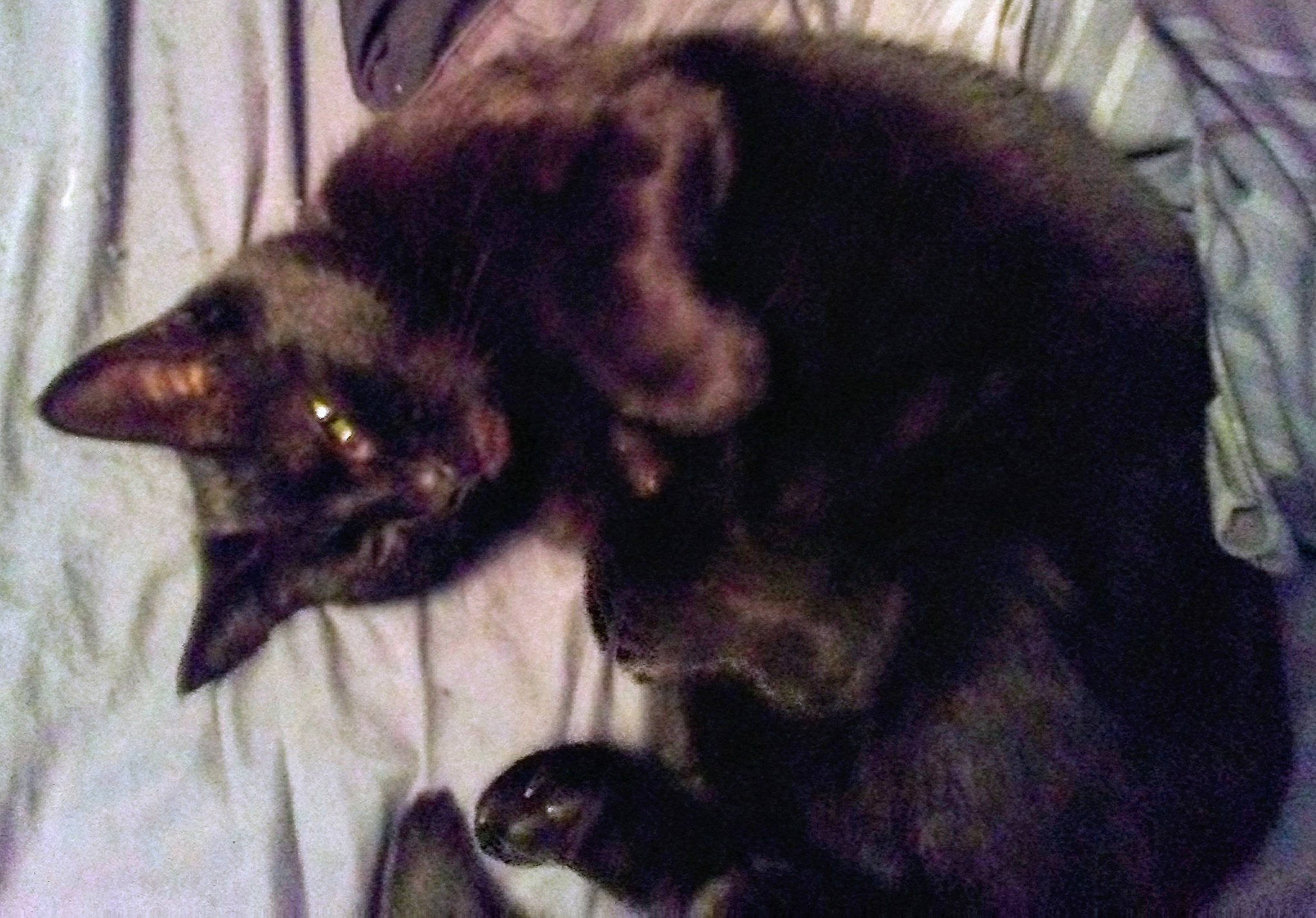 Magic joined the competition — help win amazing prizes! black_cat, bombay, carnivore, cat, felidae, kitten, small_to_medium_sized_cats, whiskers