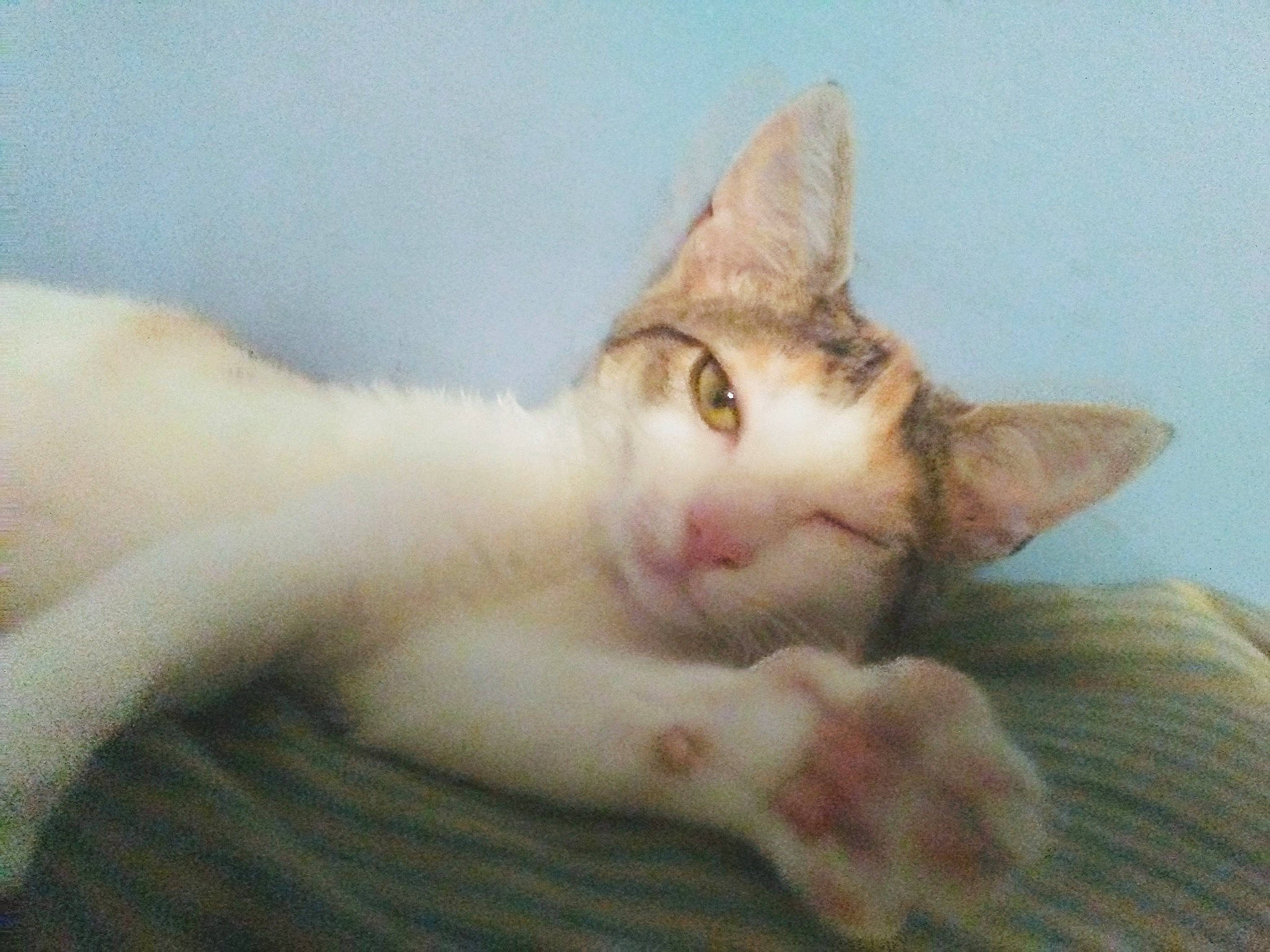 Freya joined the competition — help win amazing prizes! aegean_cat, american_wirehair, arabian_mau, asian, carnivore, cat, domestic_short_haired_cat, ear, european_shorthair, eye, fawn, felidae, german_rex, kitten, polydactyl_cat, small_to_medium_sized_cats, tail, turkish_van, whiskers