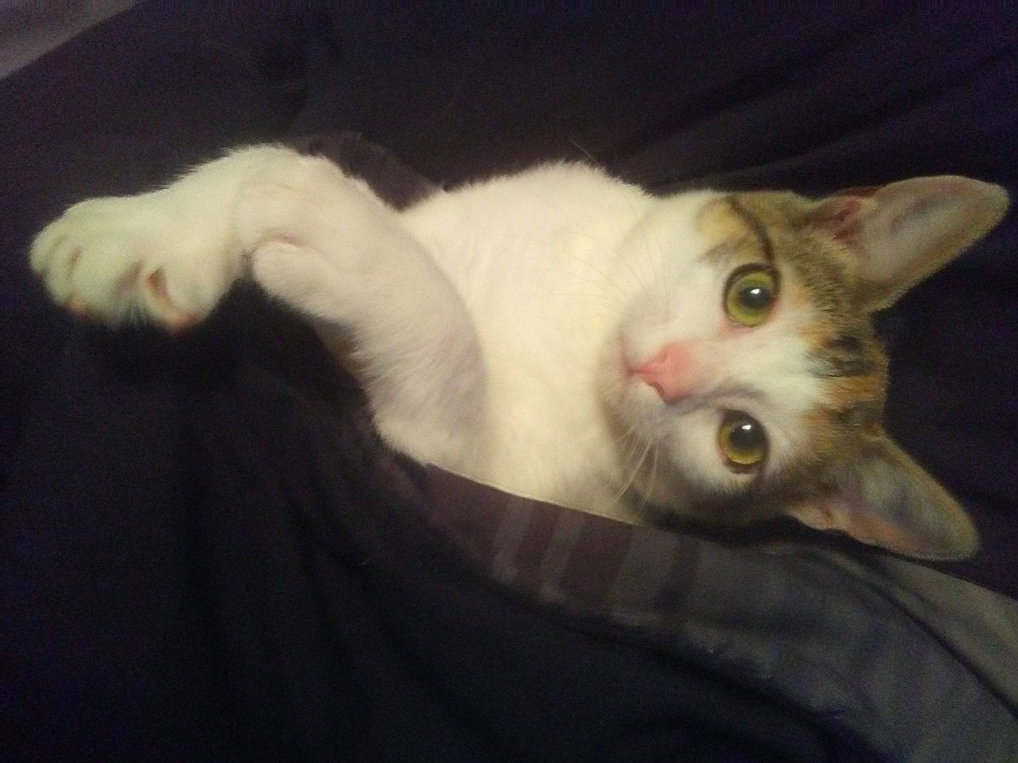 Freya is registered to the contest to win money with this photo: aegean_cat, american_curl, american_wirehair, asian, carnivore, cat, ear, european_shorthair, eye, felidae, fur, javanese, kitten, mammal, polydactyl_cat, small_to_medium_sized_cats, tail, turkish_angora, turkish_van, whiskers