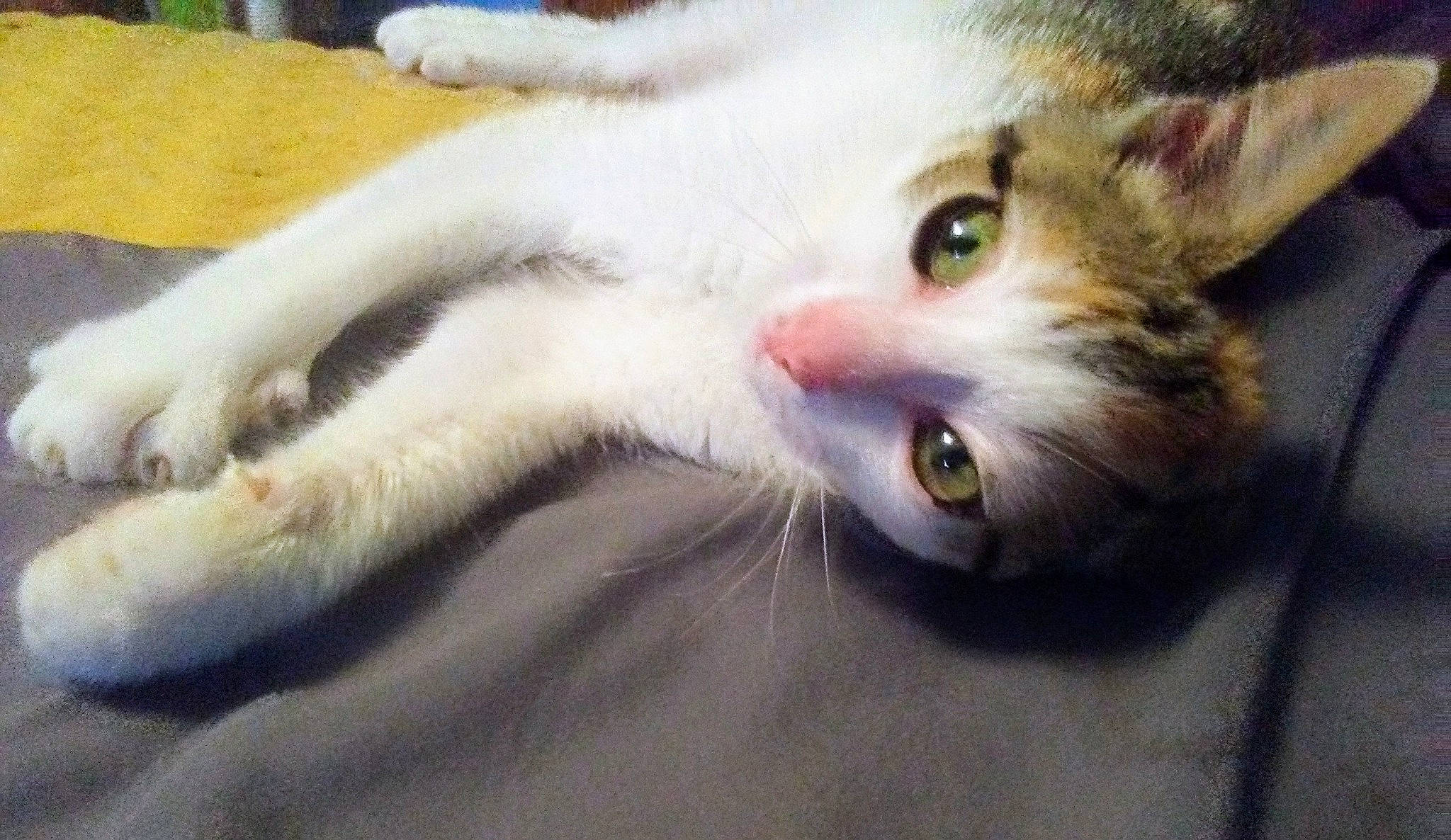 Freya joined the competition — help win amazing prizes! aegean_cat, american_wirehair, asian, carnivore, cat, claw, domestic_short_haired_cat, european_shorthair, eye, felidae, fur, kitten, ojos_azules, paw, polydactyl_cat, singapura, small_to_medium_sized_cats, snout, turkish_van, whiskers