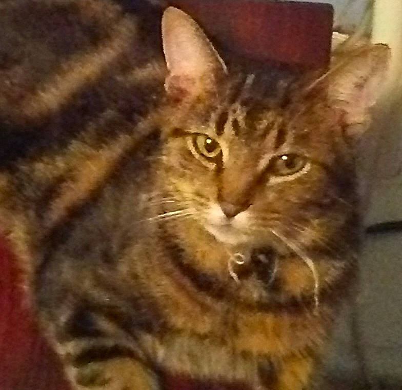 Gizmo is registered to the contest to win money with this photo: aegean_cat, asian, california_spangled, carnivore, cat, chausie, domestic_short_haired_cat, dragon_li, european_shorthair, felidae, kitten, mammal, oriental_longhair, pixie_bob, small_to_medium_sized_cats, snout, sokoke, tabby_cat, vertebrate, whiskers