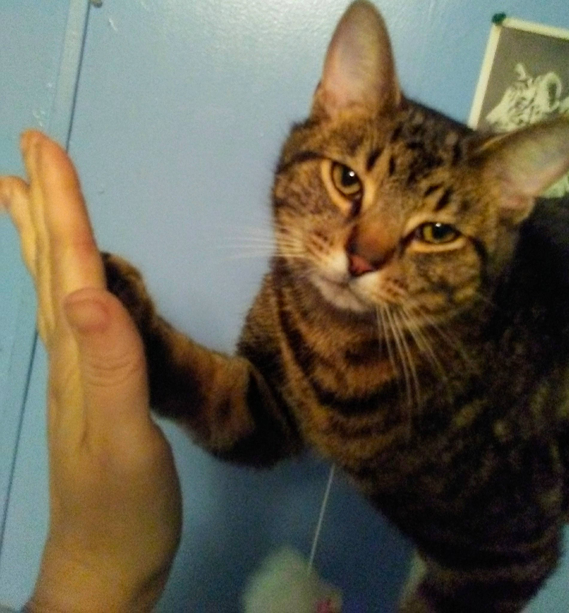 Gizmo is registered to the contest to win money with this photo: aegean_cat, american_shorthair, asian, australian_mist, california_spangled, carnivore, cat, domestic_short_haired_cat, dragon_li, egyptian_mau, european_shorthair, felidae, kitten, mammal, ocicat, pixie_bob, small_to_medium_sized_cats, tabby_cat, toyger, whiskers