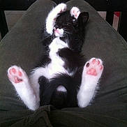 Poupi participe au concours pour gagner de l'argent avec cette photo : kitten, cat, black_and_white, paw_pads, sleeping, relaxed, pet, animal, cute, feline, lying_down, indoor, lap, soft, fluffy, adorable, pink_paws, resting, young, cozy