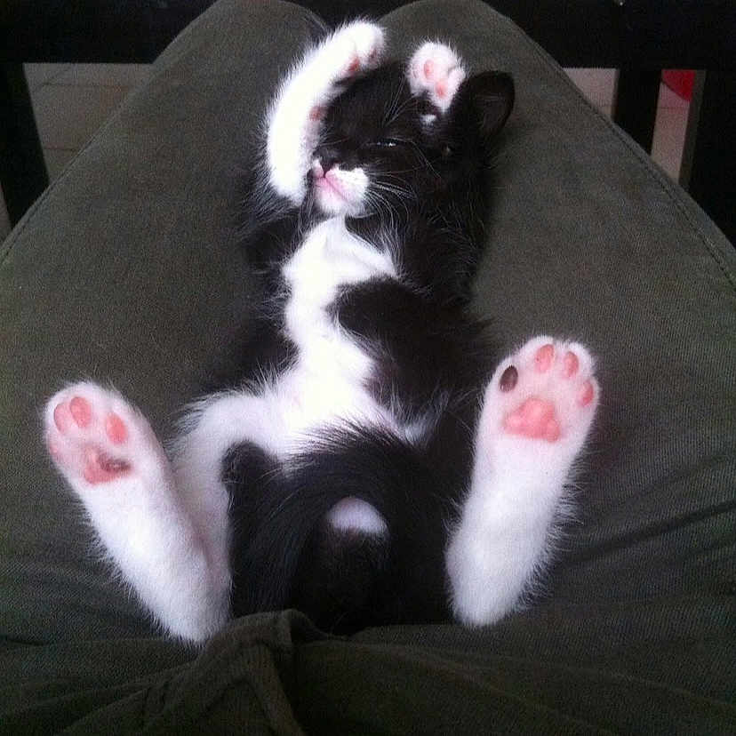 Poupi participe au concours pour gagner de l'argent avec cette photo : adorable, animal, black_and_white, cat, cozy, cute, feline, fluffy, indoor, kitten, lap, lying_down, paw_pads, pet, pink_paws, relaxed, resting, sleeping, soft, young