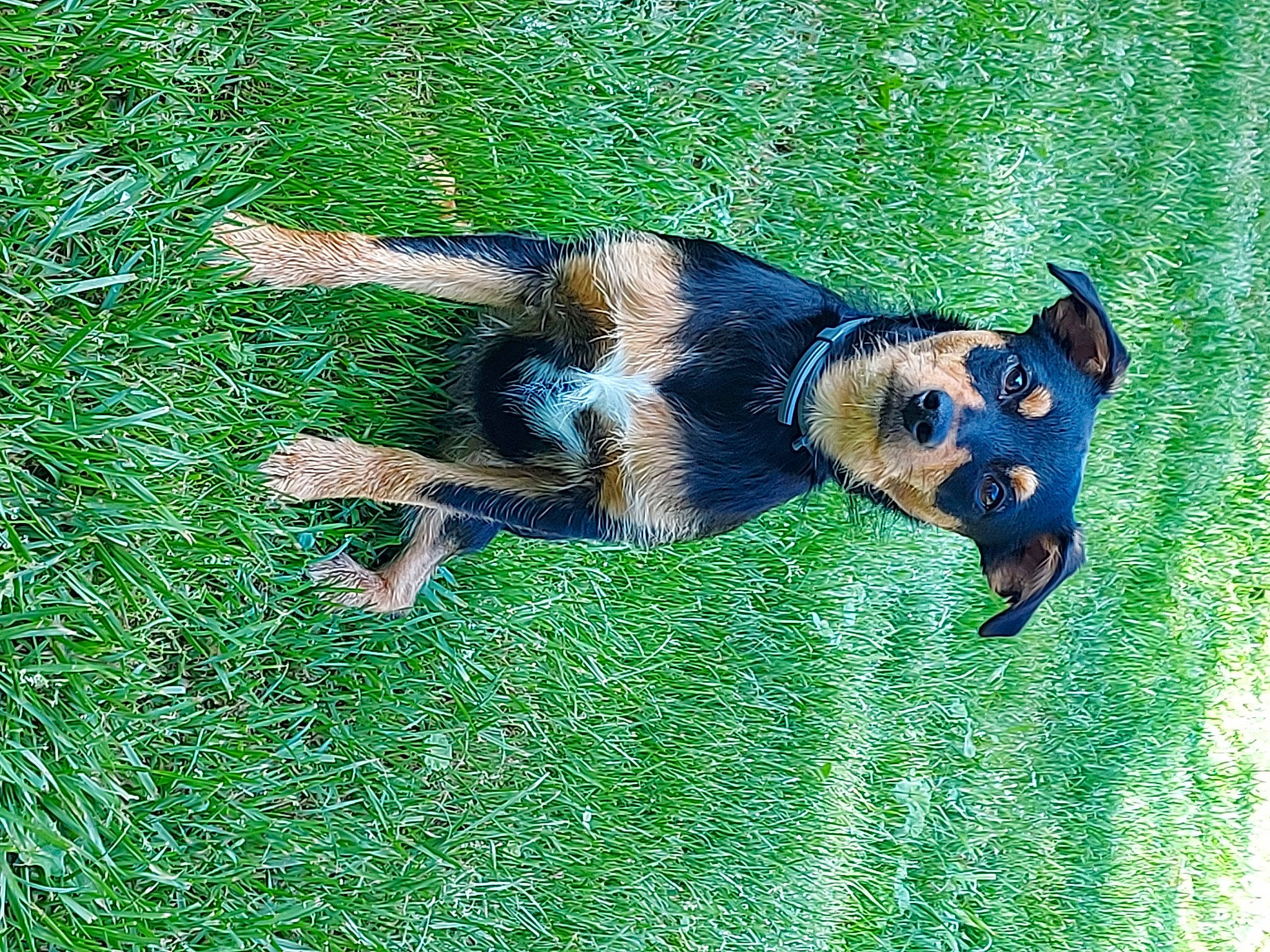 Ruby a rejoint le concours — aidez-le/la à gagner de superbes lots ! canidae, carnivore, companion_dog, dog, dog_breed, grass, grassland, groundcover, guard_dog, hunting_dog, people_in_nature, plant, snout, sporting_group, tail, terrestrial_animal, working_dog