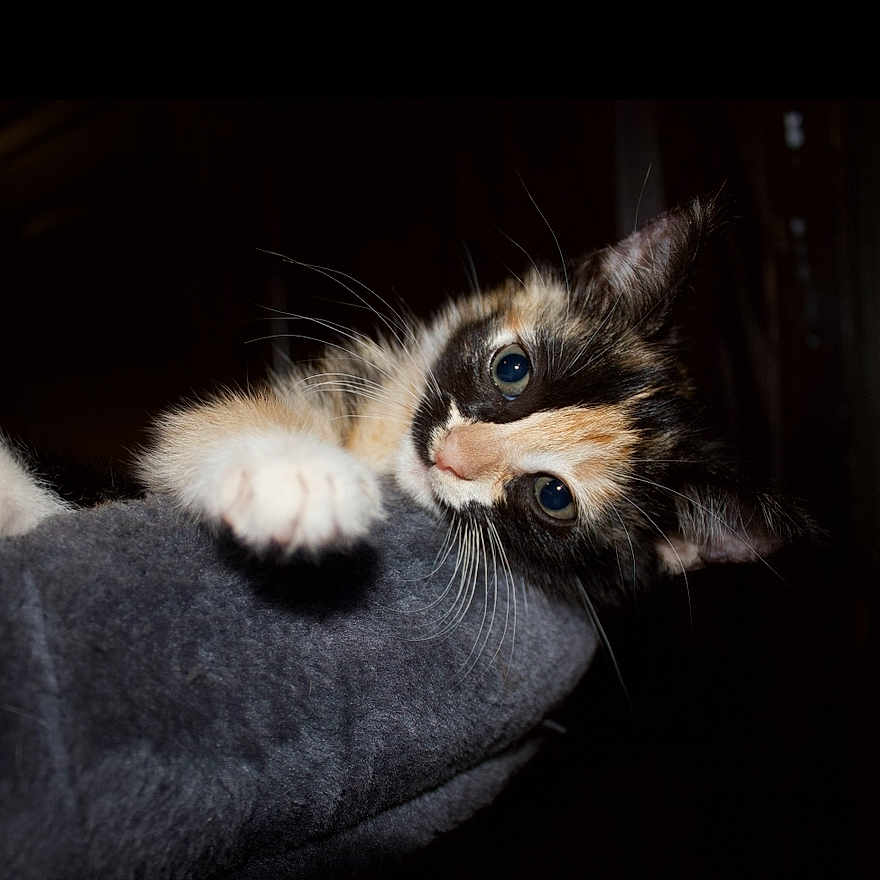 Misu
