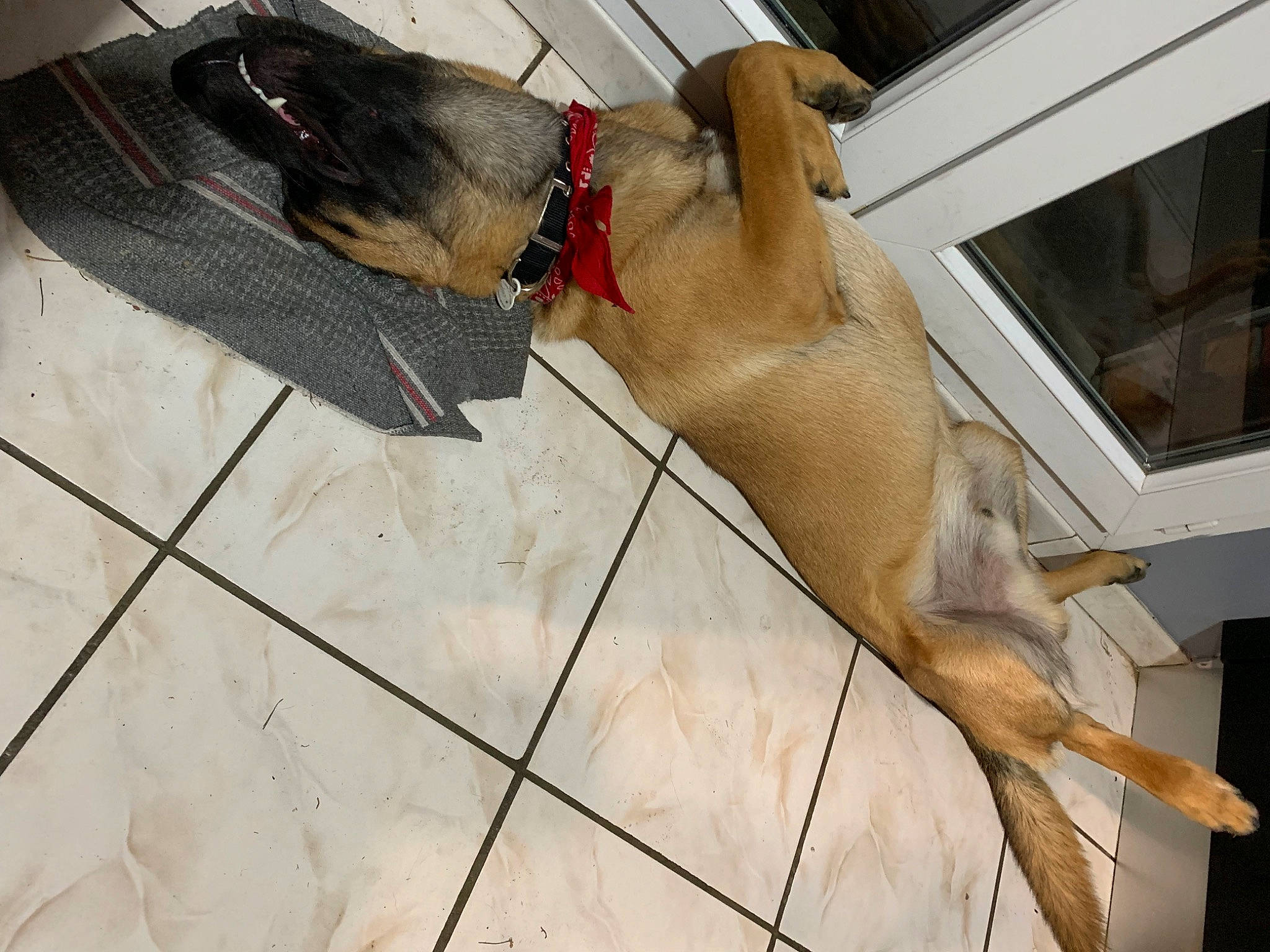 Kooky participe au concours pour gagner de l'argent avec cette photo : canidae, carnivore, collar, companion_dog, dog, dog_breed, dog_collar, dog_supply, fawn, flooring, foot, guard_dog, human_leg, leash, liver, pet_supply, snout, sporting_group, tail, working_animal