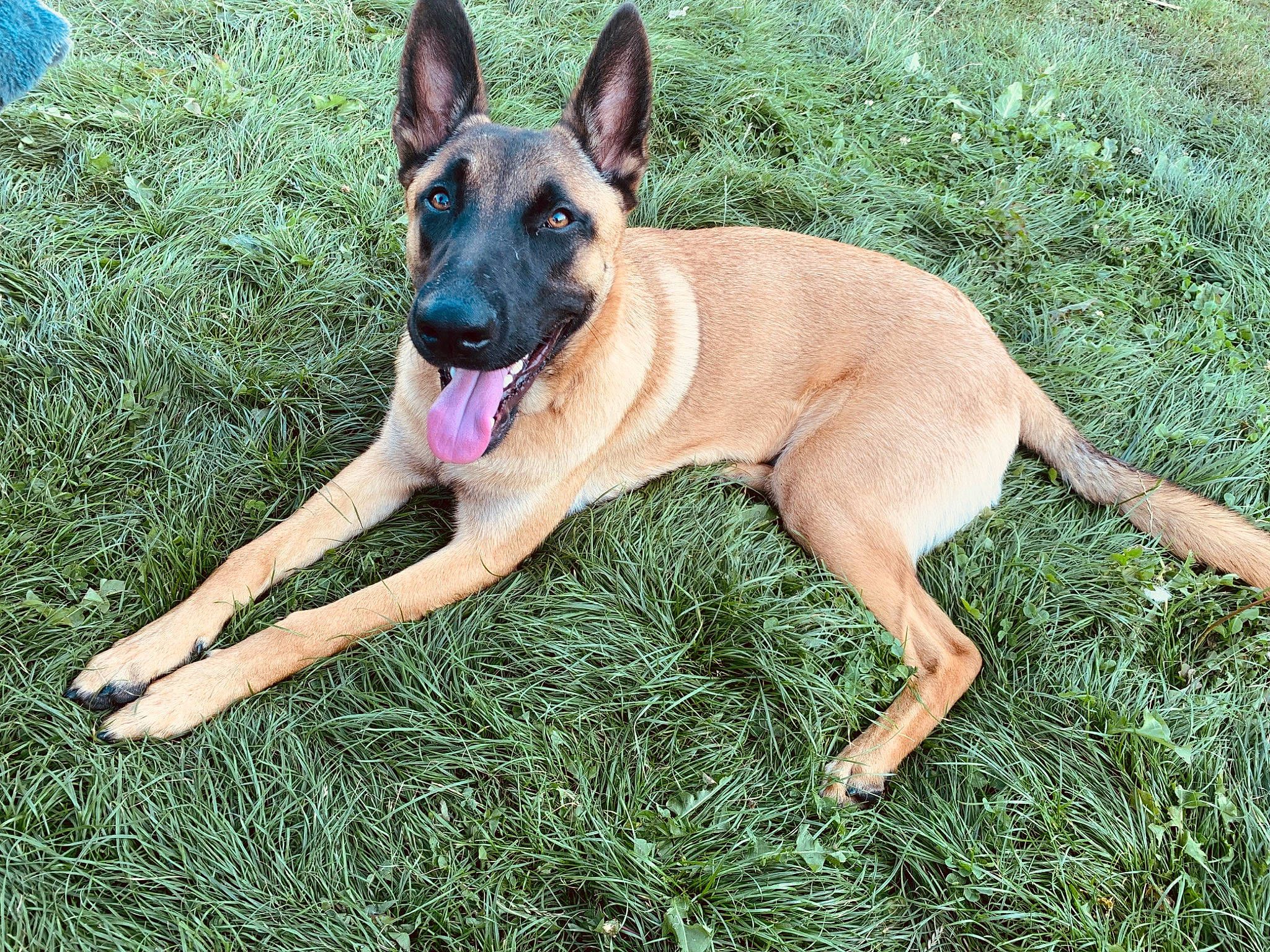 Kooky participe au concours pour gagner de l'argent avec cette photo : belgian_shepherd_malinois, biting, canidae, carnivore, collar, companion_dog, dog, dog_breed, dog_supply, fawn, grass, herding_dog, plant, snout, sporting_group, terrestrial_animal, working_animal, working_dog