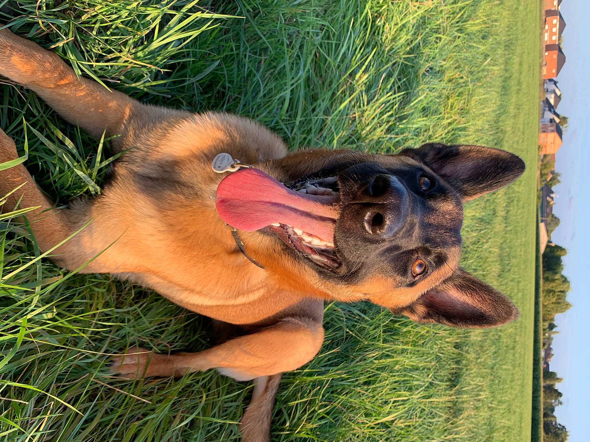 Kooky a rejoint le concours — aidez-le/la à gagner de superbes lots ! canidae, carnivore, companion_dog, dog, dog_breed, ear, fawn, foot, grass, happy, liver, old_german_shepherd_dog, paw, plant, snout, sporting_group, tail, terrestrial_animal, whiskers, working_animal