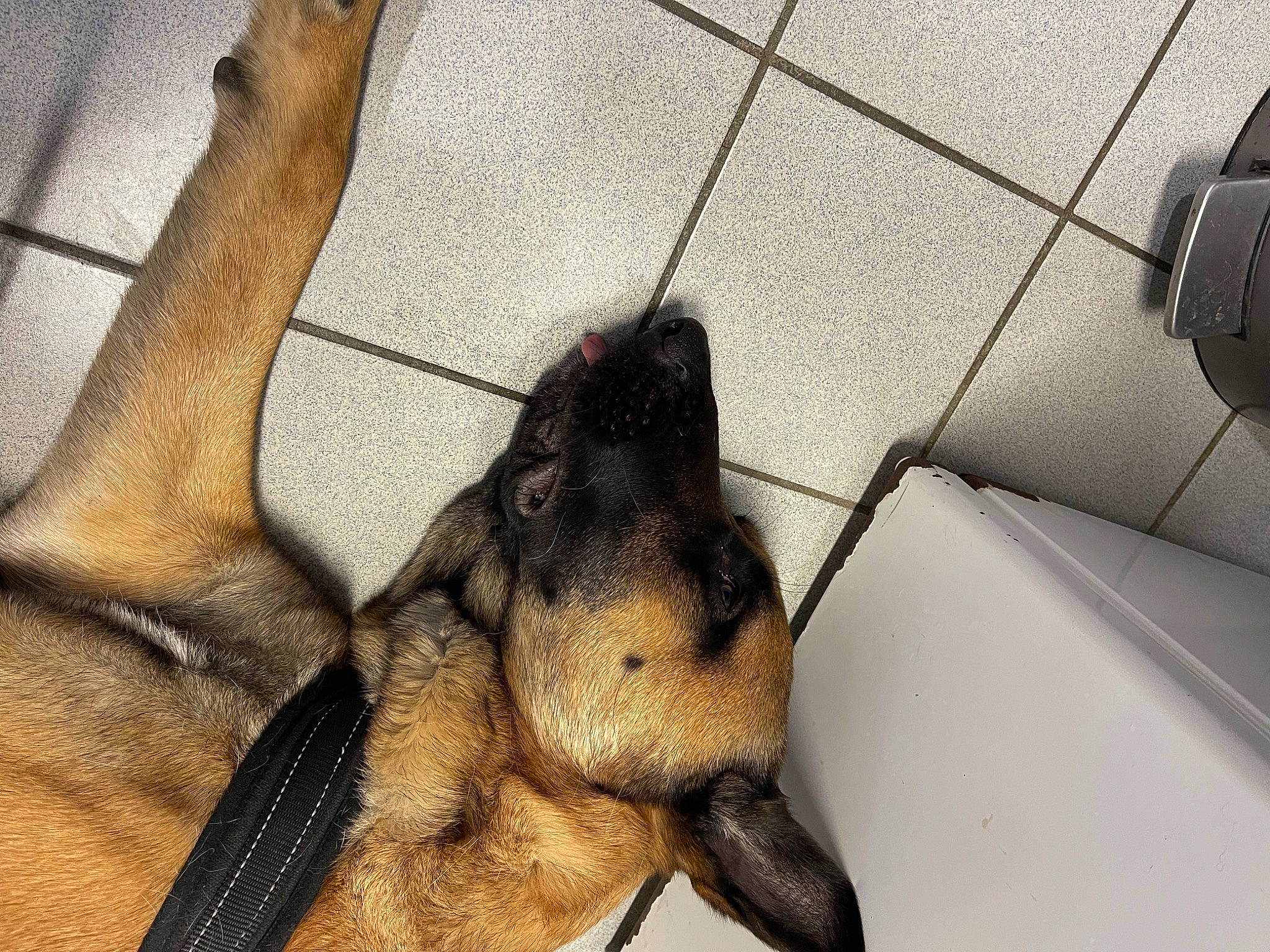 Kooky a rejoint le concours — aidez-le/la à gagner de superbes lots ! bat, canidae, carnivore, claw, dog_breed, fawn, flooring, foot, fur, paw, plant, snout, sporting_group, tail, terrestrial_animal, whiskers, wildlife, window, wing, wood