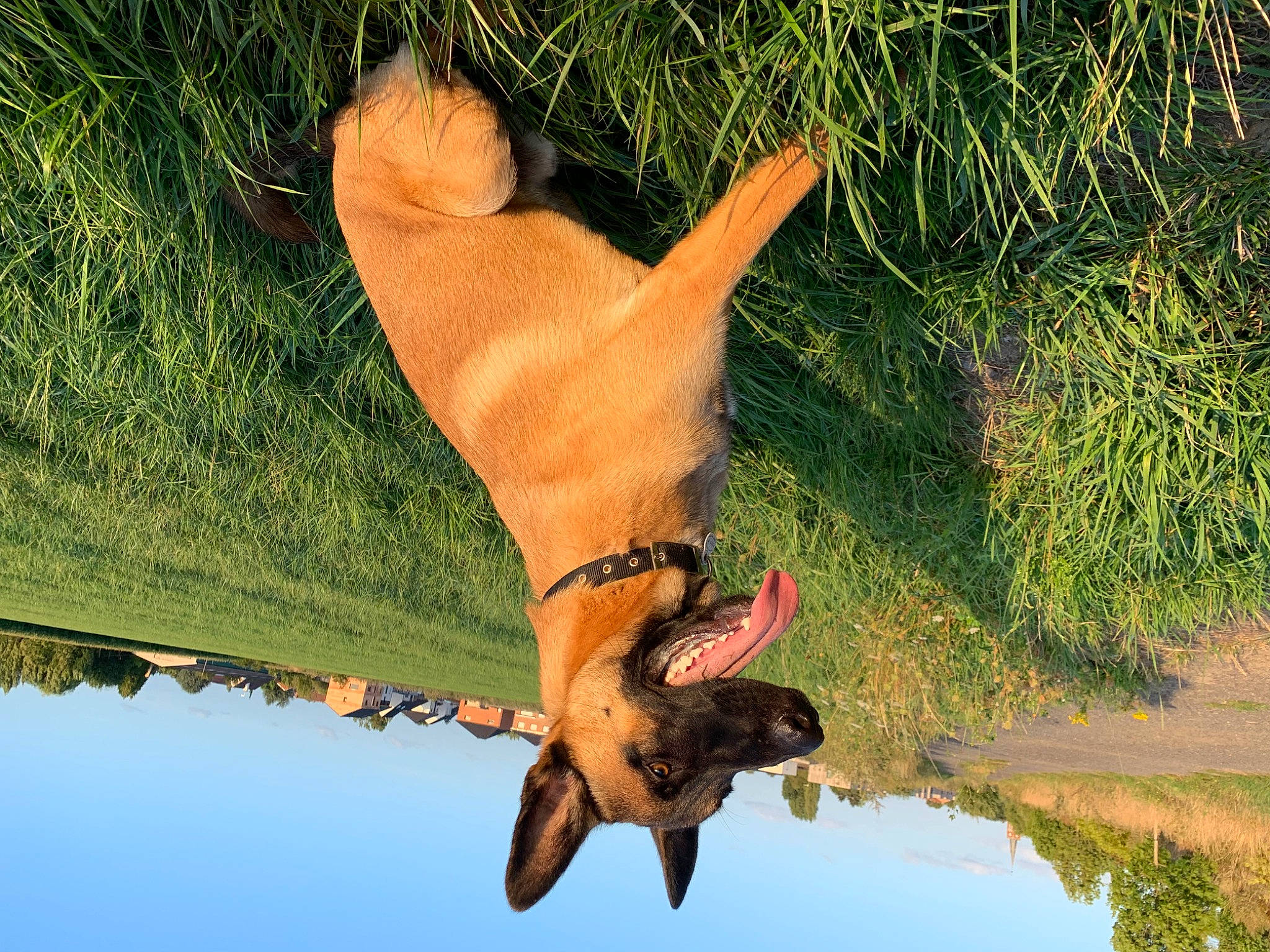 Kooky a rejoint le concours — aidez-le/la à gagner de superbes lots ! adventure, dog_breed, fawn, fun, gesture, grass, happy, jumping, leisure, people_in_nature, plant, recreation, reflection, sky, sporting_group, tail, tree, water, wildlife, wood