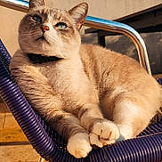 Kaway participe au concours pour gagner de l'argent avec cette photo : cat, blue_eyes, fur, paws, chair, purple_chair, outdoor, sunlight, relaxed, pet, animal, domestic_cat, close_up, feline, resting, daylight, metal_frame, collar, whiskers, contemplative