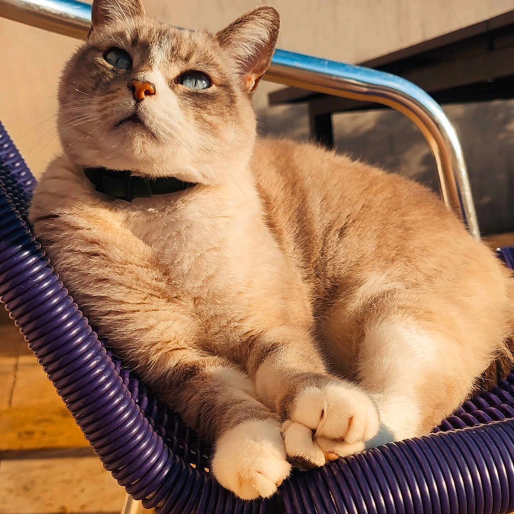 Kaway participe au concours pour gagner de l'argent avec cette photo : animal, blue_eyes, cat, chair, close_up, collar, contemplative, daylight, domestic_cat, feline, fur, metal_frame, outdoor, paws, pet, purple_chair, relaxed, resting, sunlight, whiskers
