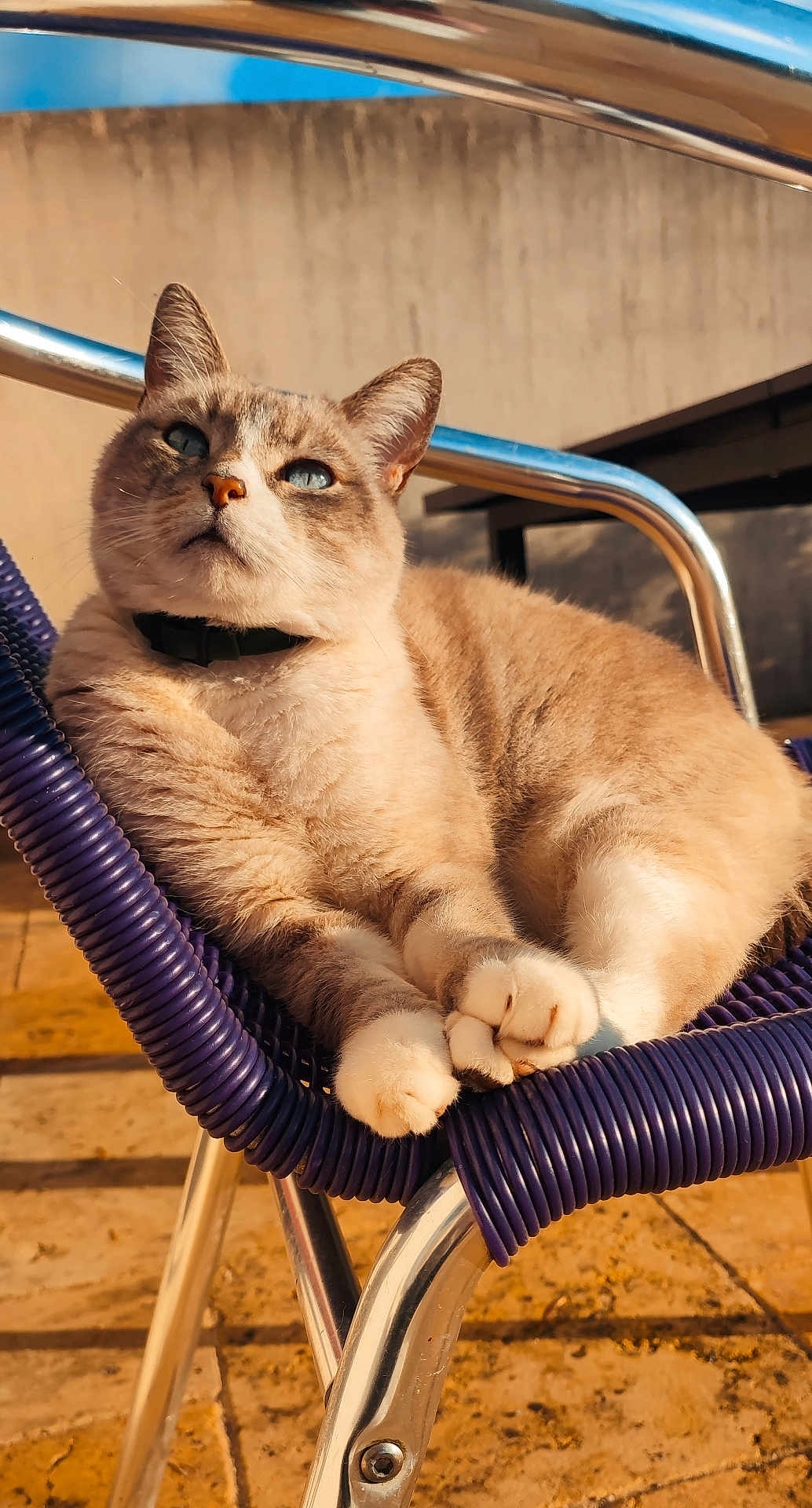 Kaway participe au concours pour gagner de l'argent avec cette photo : cat, blue_eyes, fur, paws, chair, purple_chair, outdoor, sunlight, relaxed, pet, animal, domestic_cat, close_up, feline, resting, daylight, metal_frame, collar, whiskers, contemplative