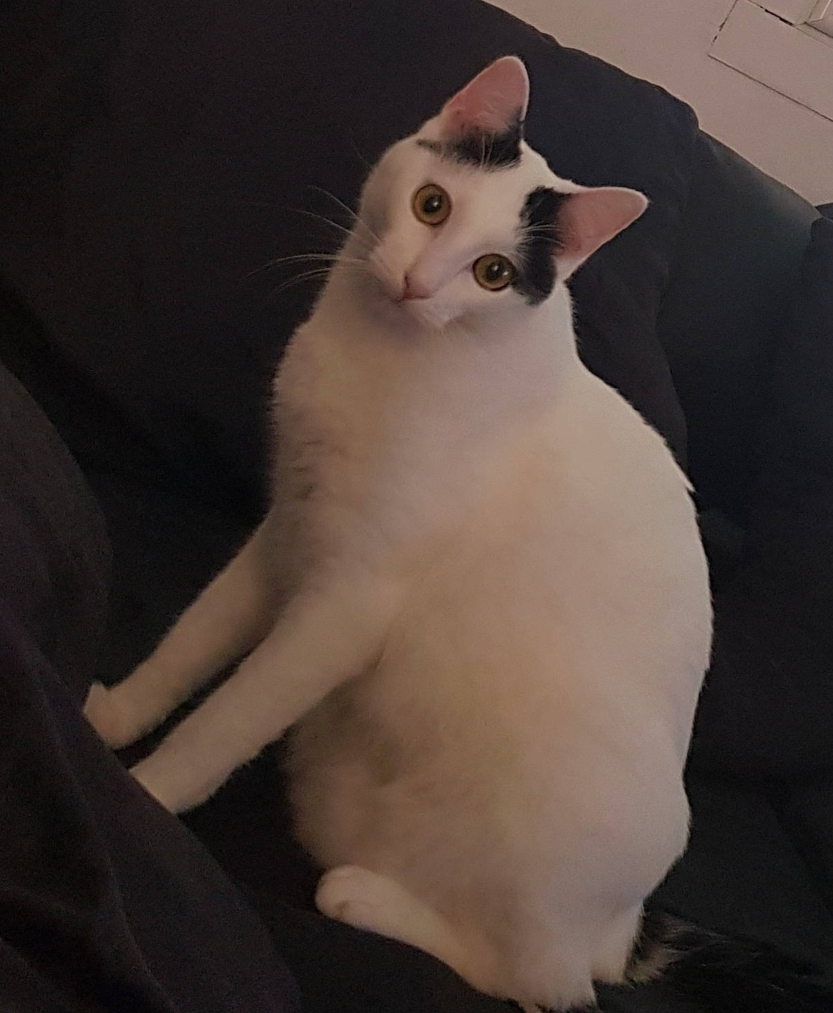 Nuts participe au concours pour gagner de l'argent avec cette photo : aegean_cat, balinese, burmilla, carnivoran, cat, cat_like_mammal, domestic_short_haired_cat, european_shorthair, fur, japanese_bobtail, khao_manee, kitten, paw, small_to_medium_sized_cats, snowshoe, turkish_van, whiskers