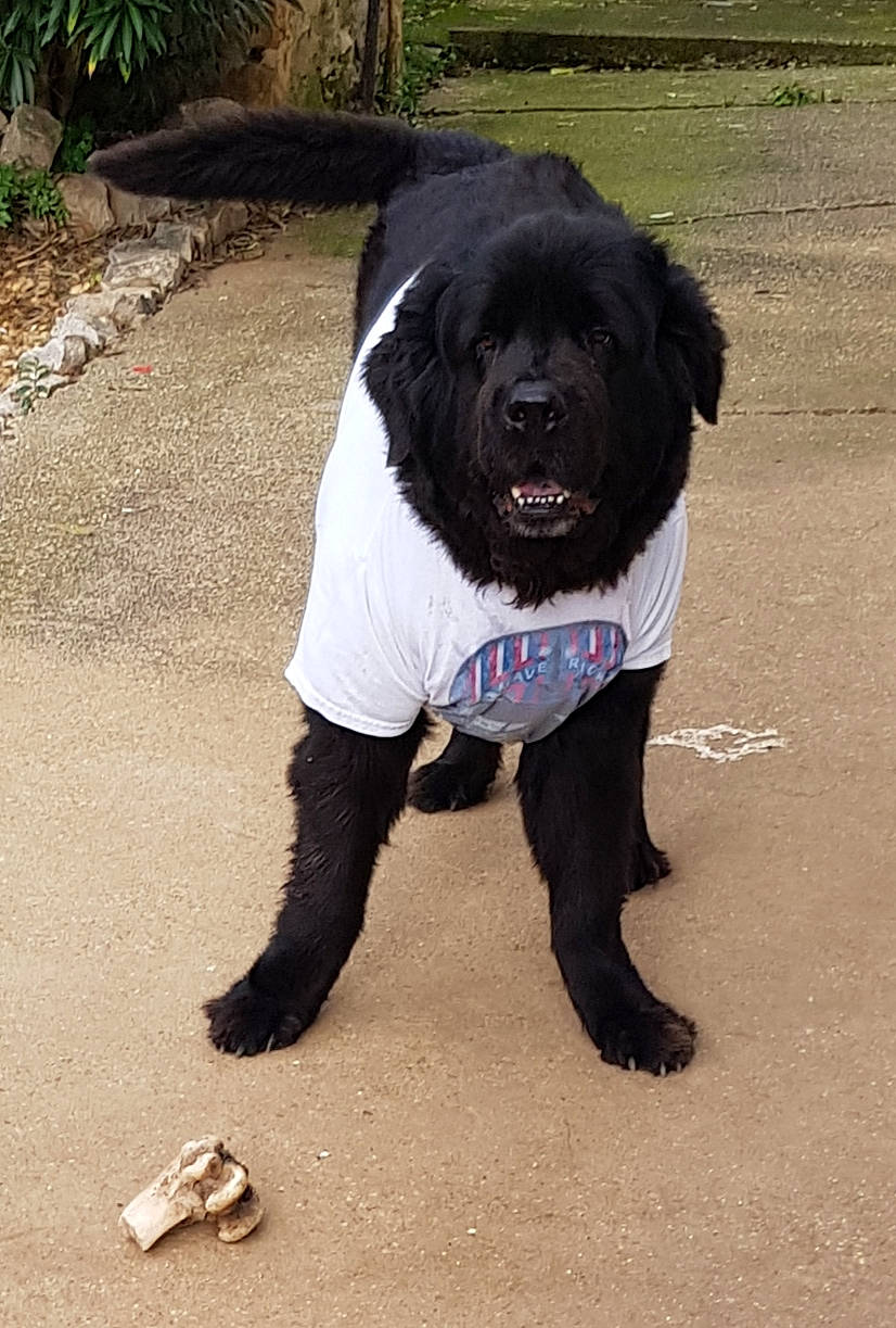 Heyko a rejoint le concours — aidez-le/la à gagner de superbes lots ! carnivoran, dog, dog_breed, dog_breed_group, dog_like_mammal, fur, newfoundland, puppy, snout, sporting_group