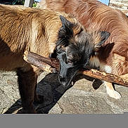 Frejya a rejoint le concours — aidez-le/la à gagner de superbes lots ! animal, bite, canine, companion, daylight, dog, friendship, fur, ground, nature, outdoor, pet, play, playful, shadow, stick, stone, sunlight, teeth, two_animals