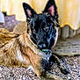 Frejya a rejoint le concours — aidez-le/la à gagner de superbes lots ! animal, black_fur, blurred_background, brown_fur, canine, close_up, collar, dog, ears, fur, looking, lying_down, mammal, nature, outdoor, pet, portrait, resting, stones, watchful