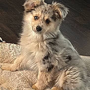 Finn joined the competition — help win amazing prizes! puppy, dog, merle_coat, fluffy, pet, indoor, blanket, floor, curious, cute, animal, fur, sitting, young_dog, domestic_animal, furniture, brown_floor, looking, soft_texture, toy