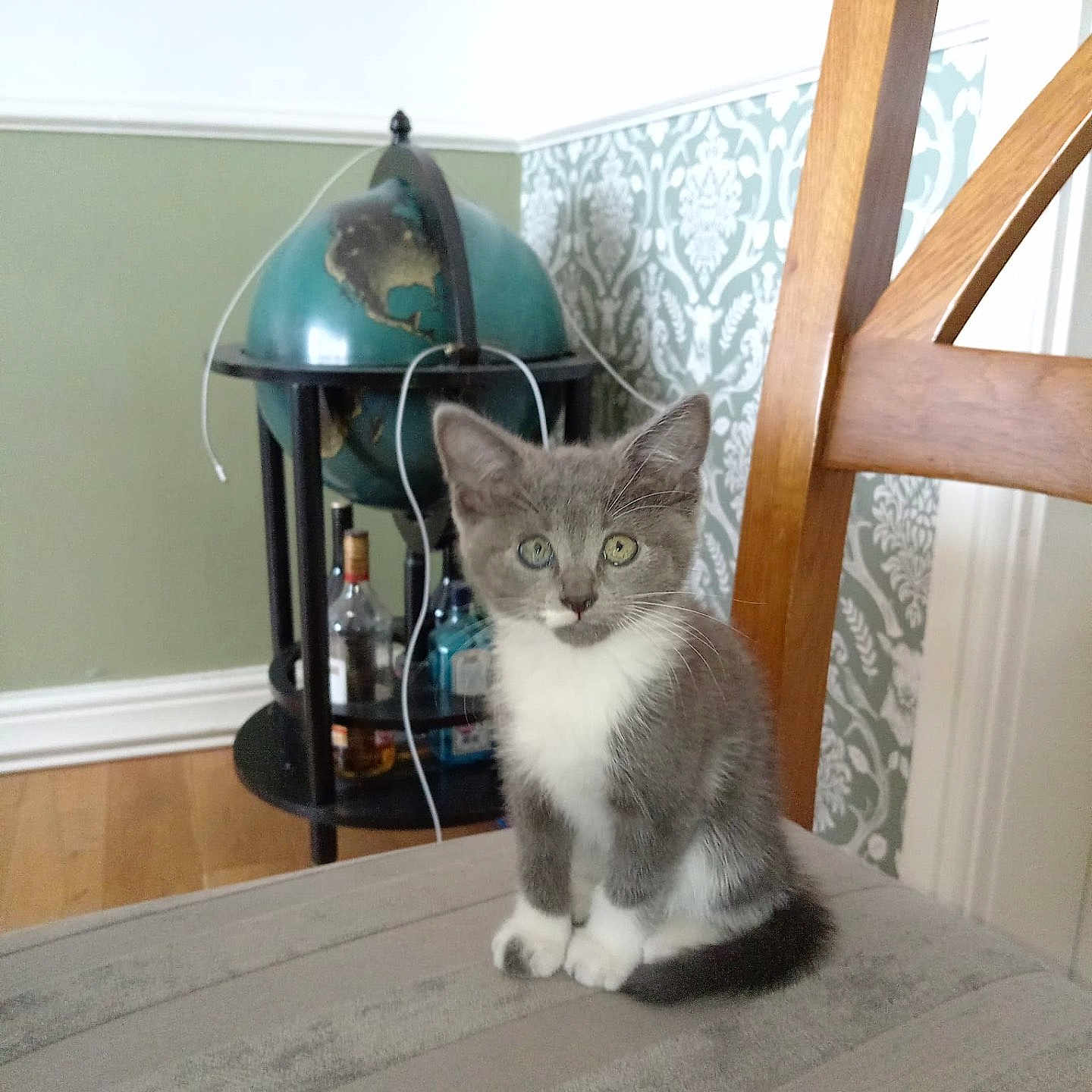Archie is registered to the contest to win money with this photo: animal, architecture, building, cat, furniture, hardwood, indoors, interiordesign, kitten, lamp, lighting, livingroom, pet, plant, plywood, pottedplant, room, table, tablelamp, wood