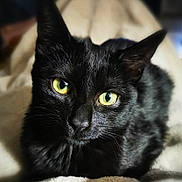 Nyx participe au concours pour gagner de l'argent avec cette photo : black_cat, cat, pet, animal, feline, yellow_eyes, fur, whiskers, close_up, portrait, indoors, resting, blanket, soft_texture, cute, domestic_animal, mammal, relaxed, looking_at_camera, cozy