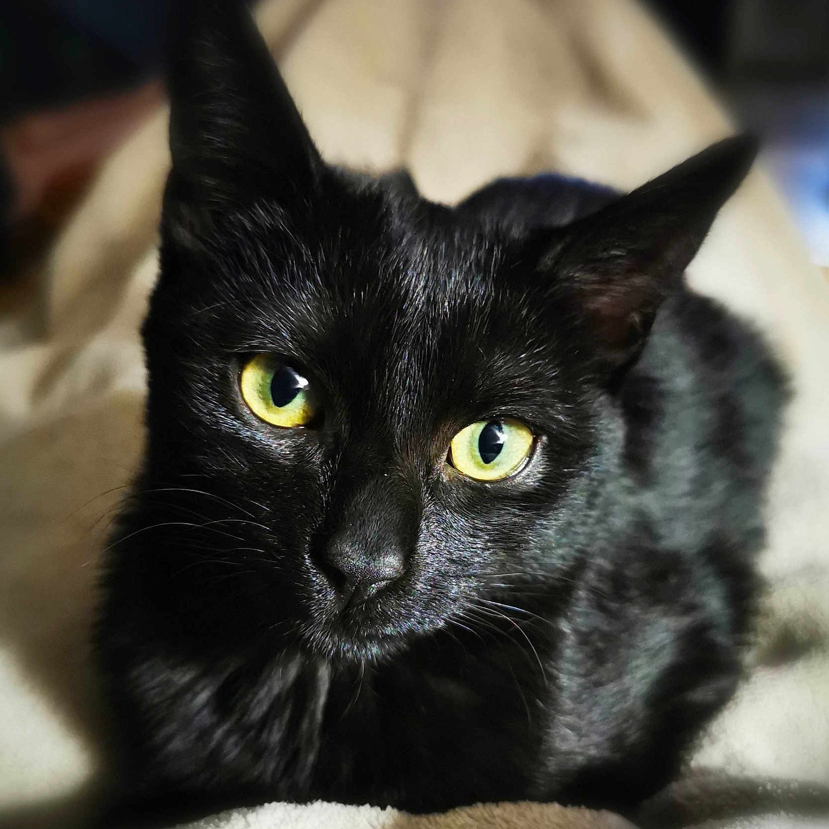 Nyx participe au concours pour gagner de l'argent avec cette photo : animal, black_cat, blanket, cat, close_up, cozy, cute, domestic_animal, feline, fur, indoors, looking_at_camera, mammal, pet, portrait, relaxed, resting, soft_texture, whiskers, yellow_eyes