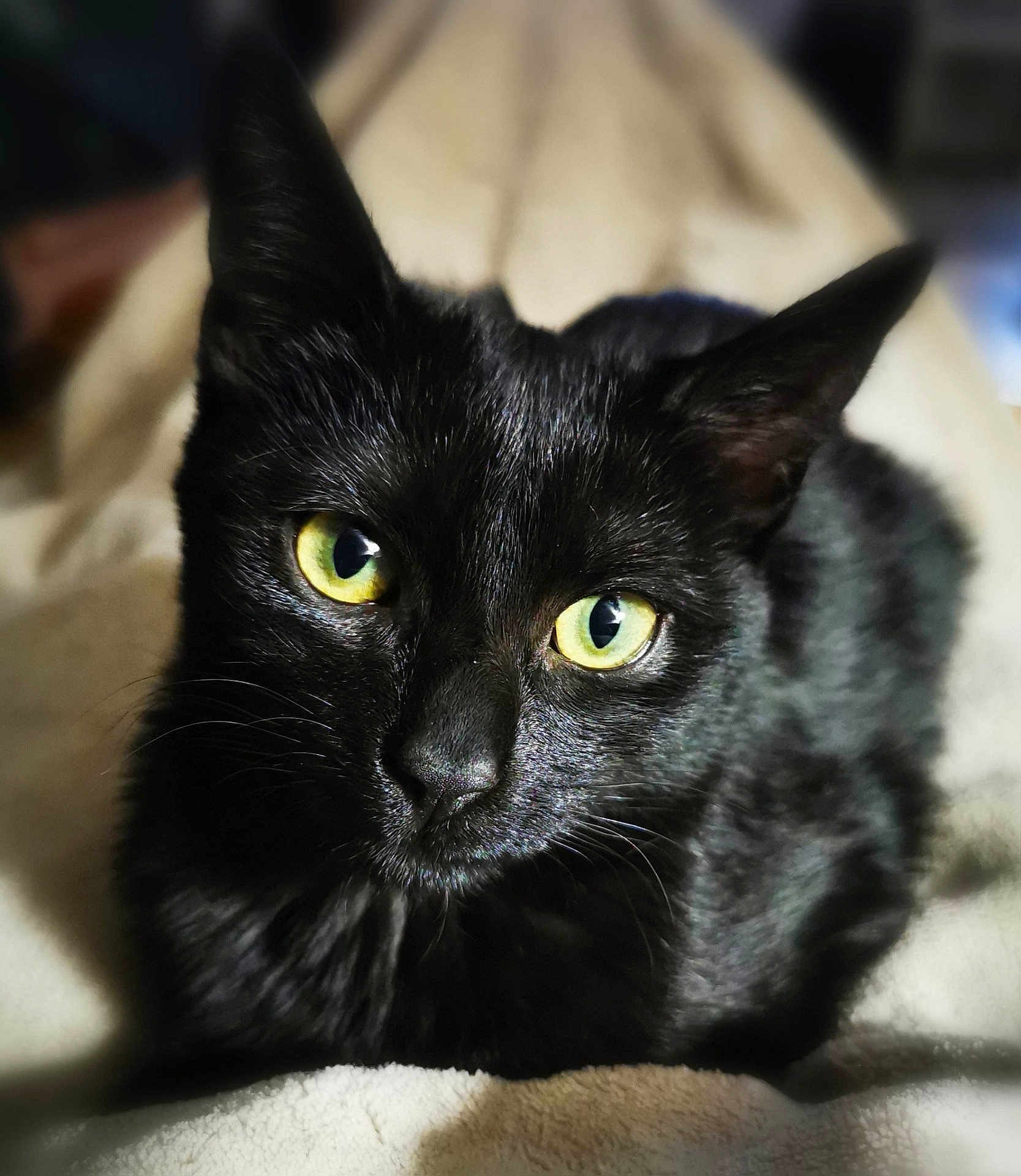 Nyx participe au concours pour gagner de l'argent avec cette photo : black_cat, cat, pet, animal, feline, yellow_eyes, fur, whiskers, close_up, portrait, indoors, resting, blanket, soft_texture, cute, domestic_animal, mammal, relaxed, looking_at_camera, cozy
