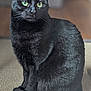 Nyx participe au concours pour gagner de l'argent avec cette photo : black_cat, cat, pet, feline, green_eyes, sitting, indoor, carpet, fur, whiskers, animal, cute, domestic_cat, portrait, looking_away, soft_light, close_up, mammal, quiet, calm