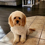 Bella is registered to the contest to win money with this photo: dog, pet, fluffy, small_dog, sitting, portrait, indoors, living_room, kitchen, tile_floor, wood_floor, couch, pillows, side_table, clock, framed_photos, home_decor, brown_and_white, long_hair, cute