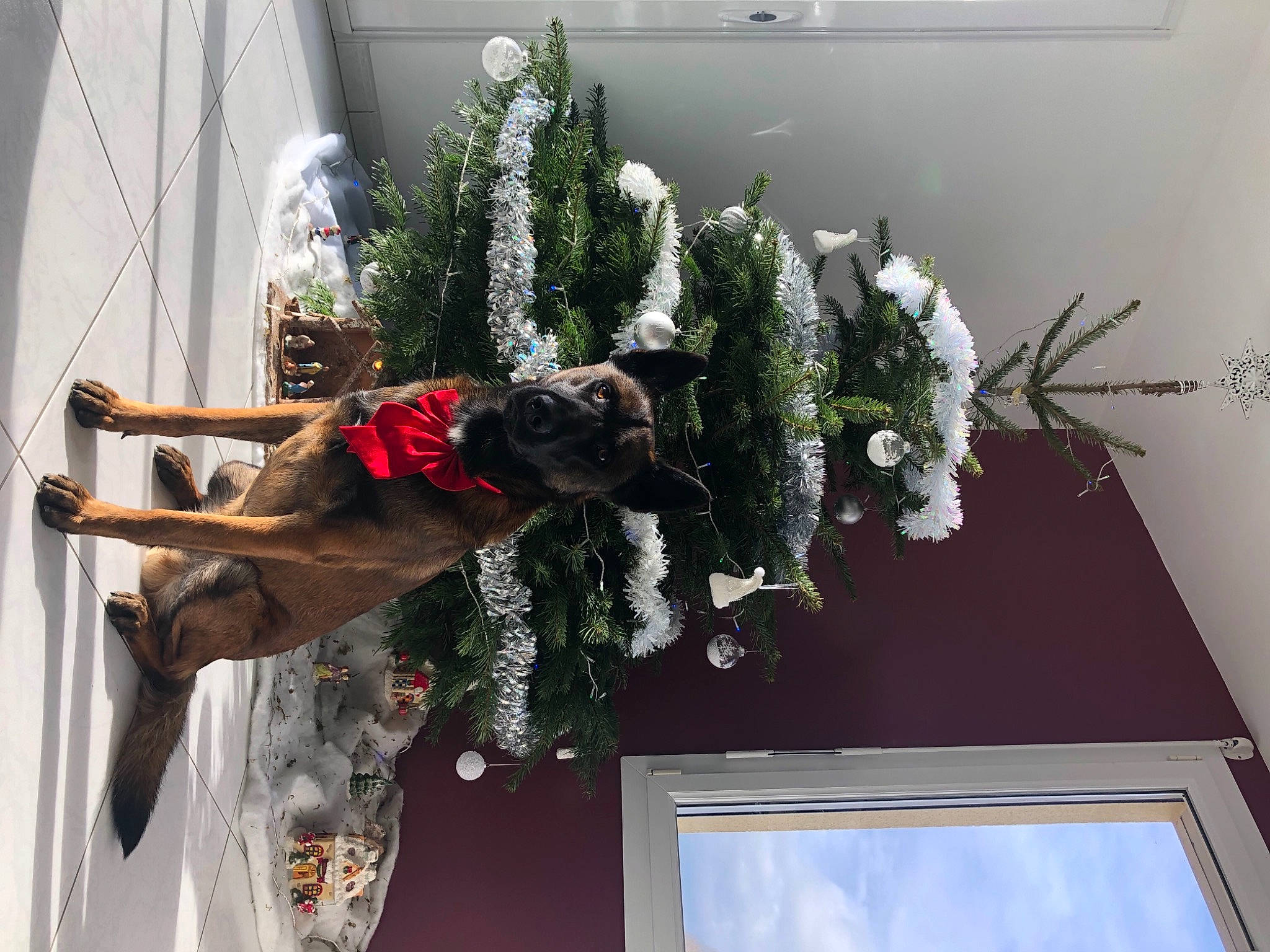Power participe au concours pour gagner de l'argent avec cette photo : canidae, carnivore, christmas, christmas_decoration, christmas_eve, christmas_tree, collar, conifer, daylighting, dog, dog_breed, dog_collar, dog_supply, guard_dog, holiday, home, interior_design, pine_family, sporting_group, working_animal