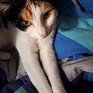Olga participe au concours pour gagner de l'argent avec cette photo : aegean_cat, american_wirehair, asian, carnivore, cat, domestic_short_haired_cat, felidae, kitten, leg, oriental_longhair, polydactyl_cat, small_to_medium_sized_cats, turkish_van, whiskers