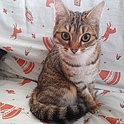 Orya a rejoint le concours — aidez-le/la à gagner de superbes lots ! american_shorthair, american_wirehair, asian, australian_mist, california_spangled, carnivore, cat, domestic_short_haired_cat, dragon_li, egyptian_mau, european_shorthair, felidae, german_rex, kitten, mammal, pixie_bob, small_to_medium_sized_cats, tabby_cat, toyger, whiskers