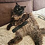 cat, fluffy, remote_control, sofa, blanket, indoor, pet, relaxed, feline, green_eyes, brown, long_hair, lying_down, cozy, couch, domestic_animal, resting, home, comfort, lazy