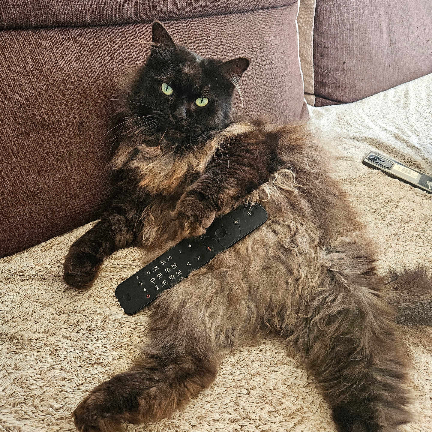 Judy participe au concours pour gagner de l'argent avec cette photo : blanket, brown, cat, comfort, couch, cozy, domestic_animal, feline, fluffy, green_eyes, home, indoor, lazy, long_hair, lying_down, pet, relaxed, remote_control, resting, sofa
