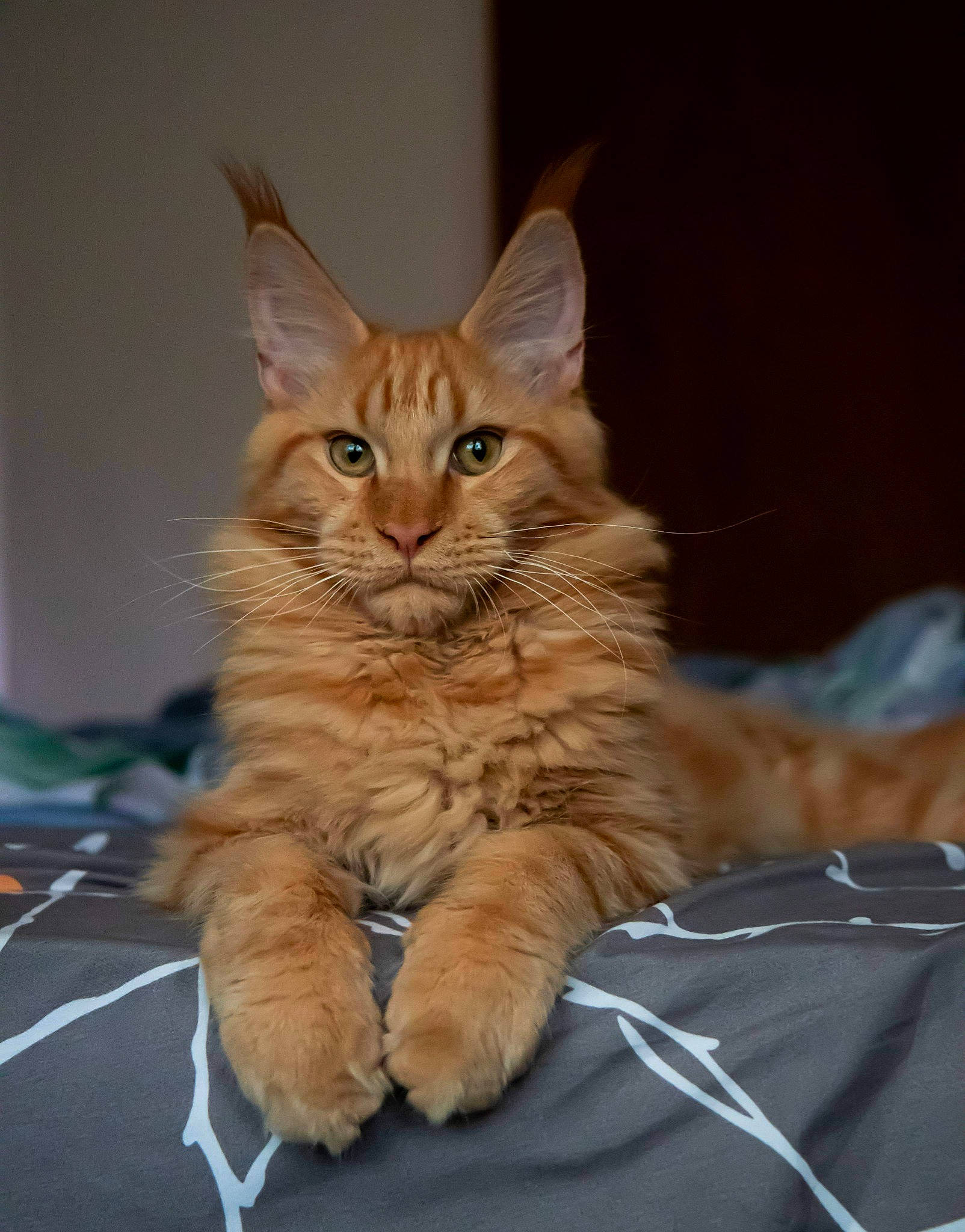 Ferguson joined the competition — help win amazing prizes! box, carnivore, cat, claw, comfort, domestic_short_haired_cat, electric_blue, fawn, felidae, fur, maine_coon, paw, sitting, small_to_medium_sized_cats, snout, somali, tail, terrestrial_animal, whiskers, wood