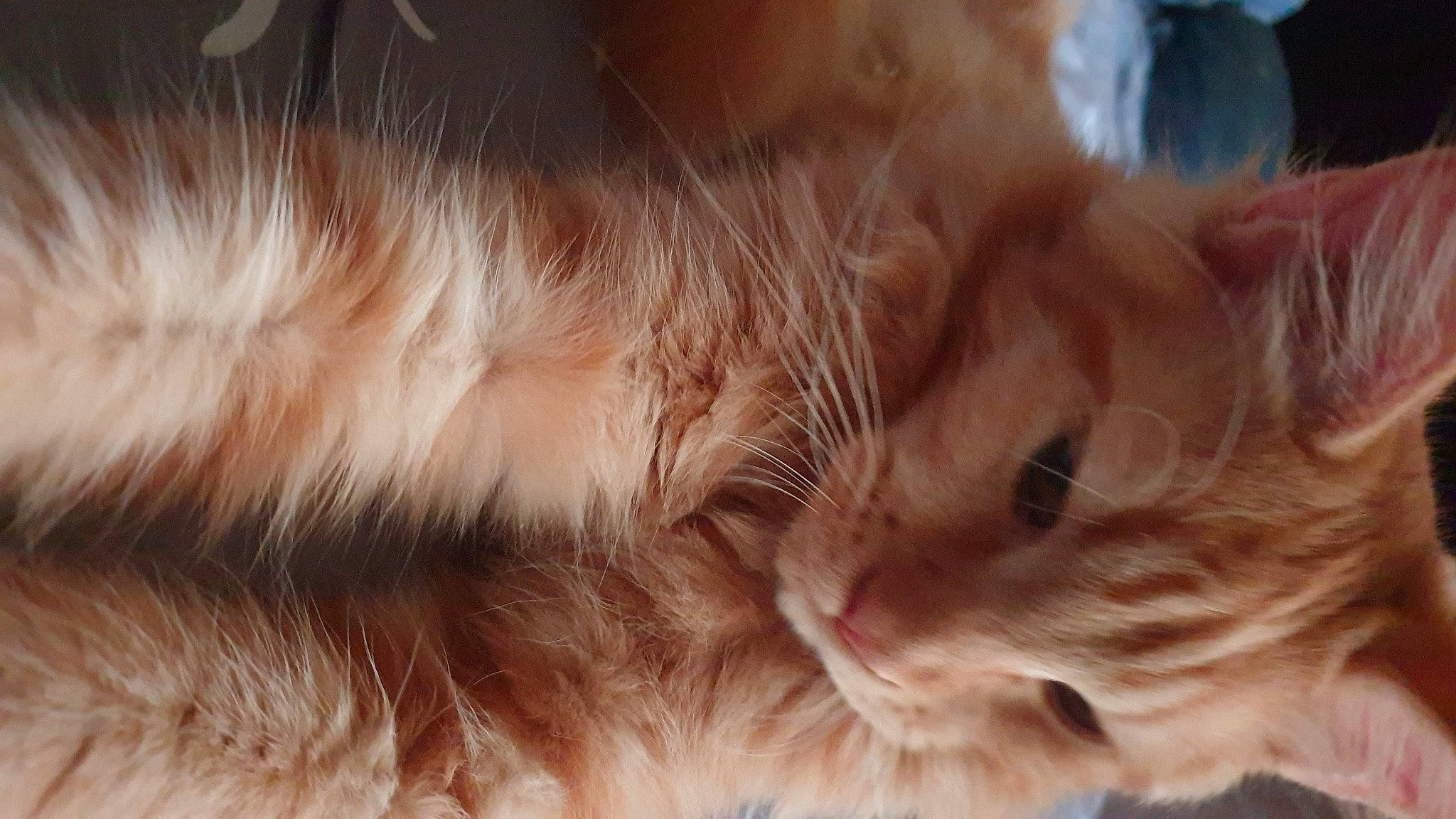 Ferguson is registered to the contest to win money with this photo: carnivore, cat, claw, domestic_short_haired_cat, ear, fawn, felidae, fur, gesture, macro_photography, nap, paw, sleep, small_to_medium_sized_cats, snout, tail, whiskers