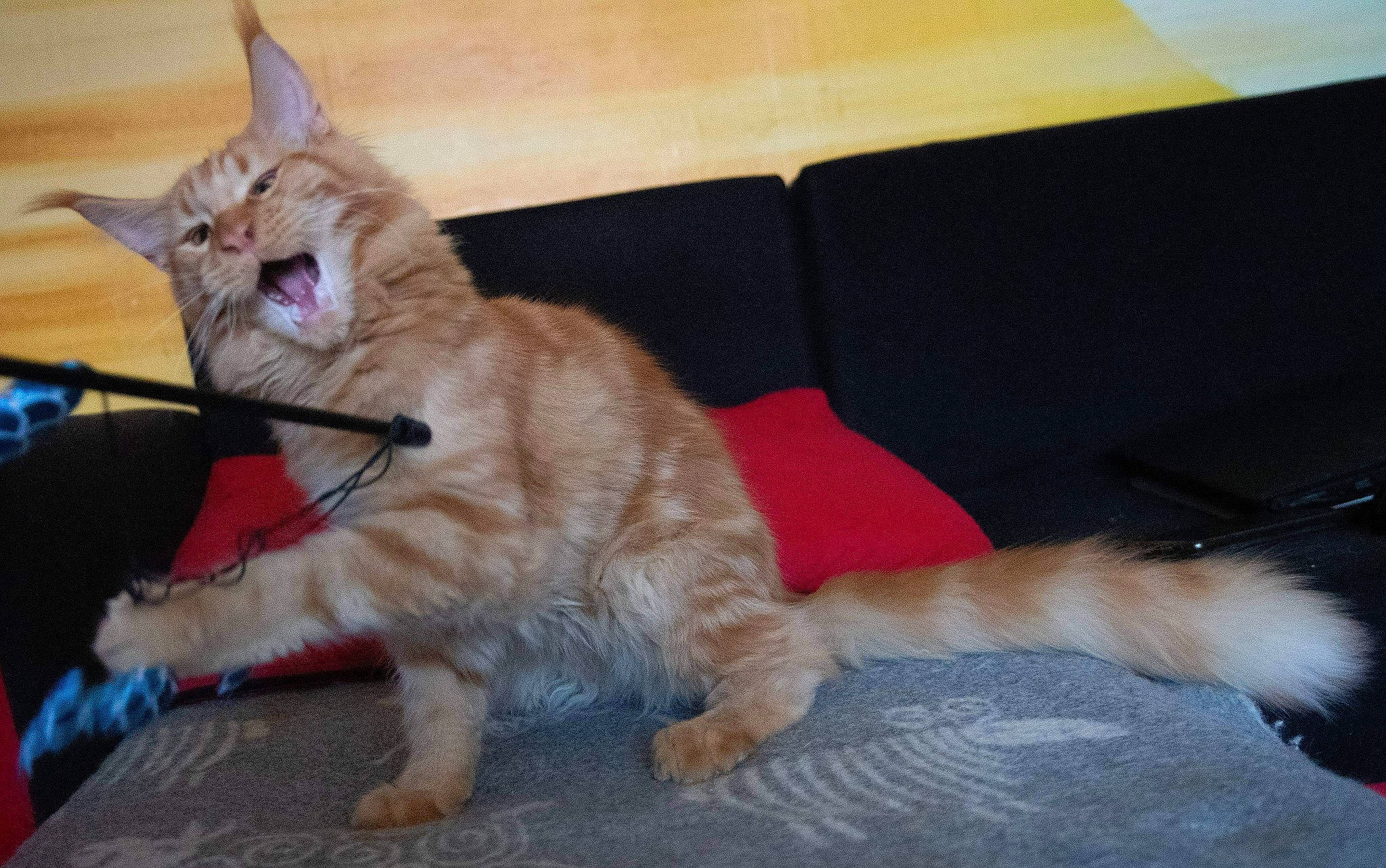 Ferguson is registered to the contest to win money with this photo: canidae, cat, claw, comfort, couch, domestic_short_haired_cat, fawn, felidae, flooring, foot, fur, human_leg, lap, paw, small_to_medium_sized_cats, snout, studio_couch, tail, whiskers, wood